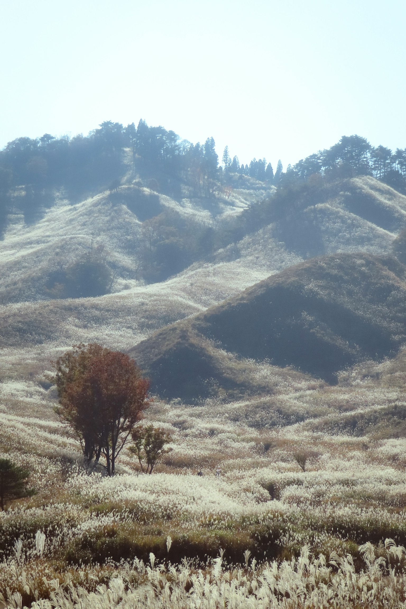 Un paesaggio sereno con colline ondulate e un albero solitario in una prateria secca