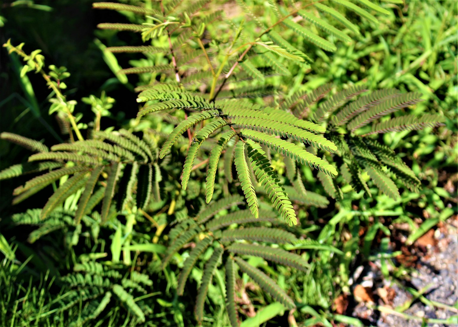 特寫綠色植物及其獨特的葉子