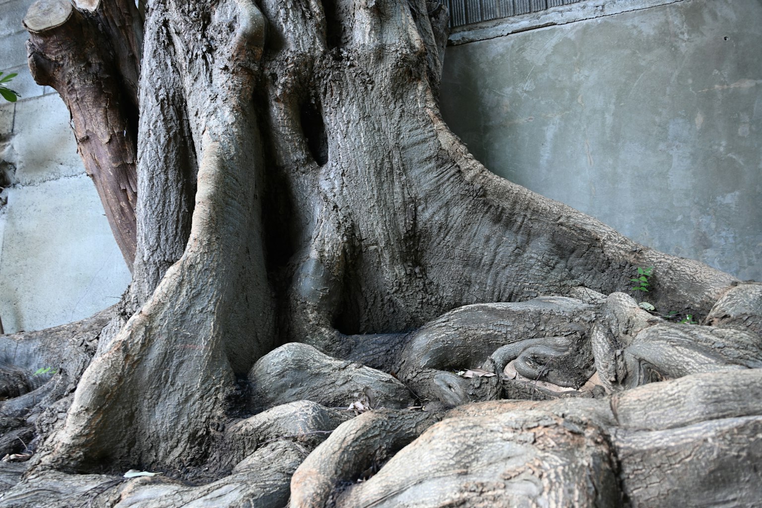 Immagine dettagliata di un tronco d'albero con texture ruvida e radici contorte