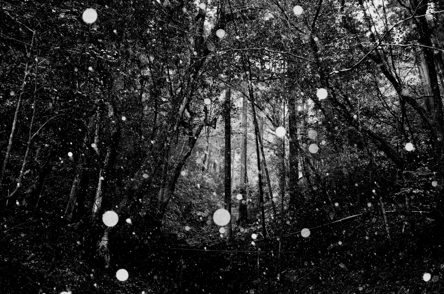 Bosque negro con orbes blancas flotantes y árboles