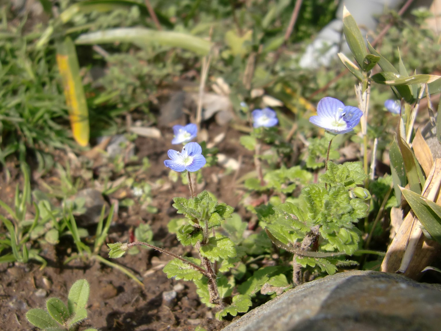 Un gruppo di piccoli fiori blu e foglie verdi che crescono sul terreno