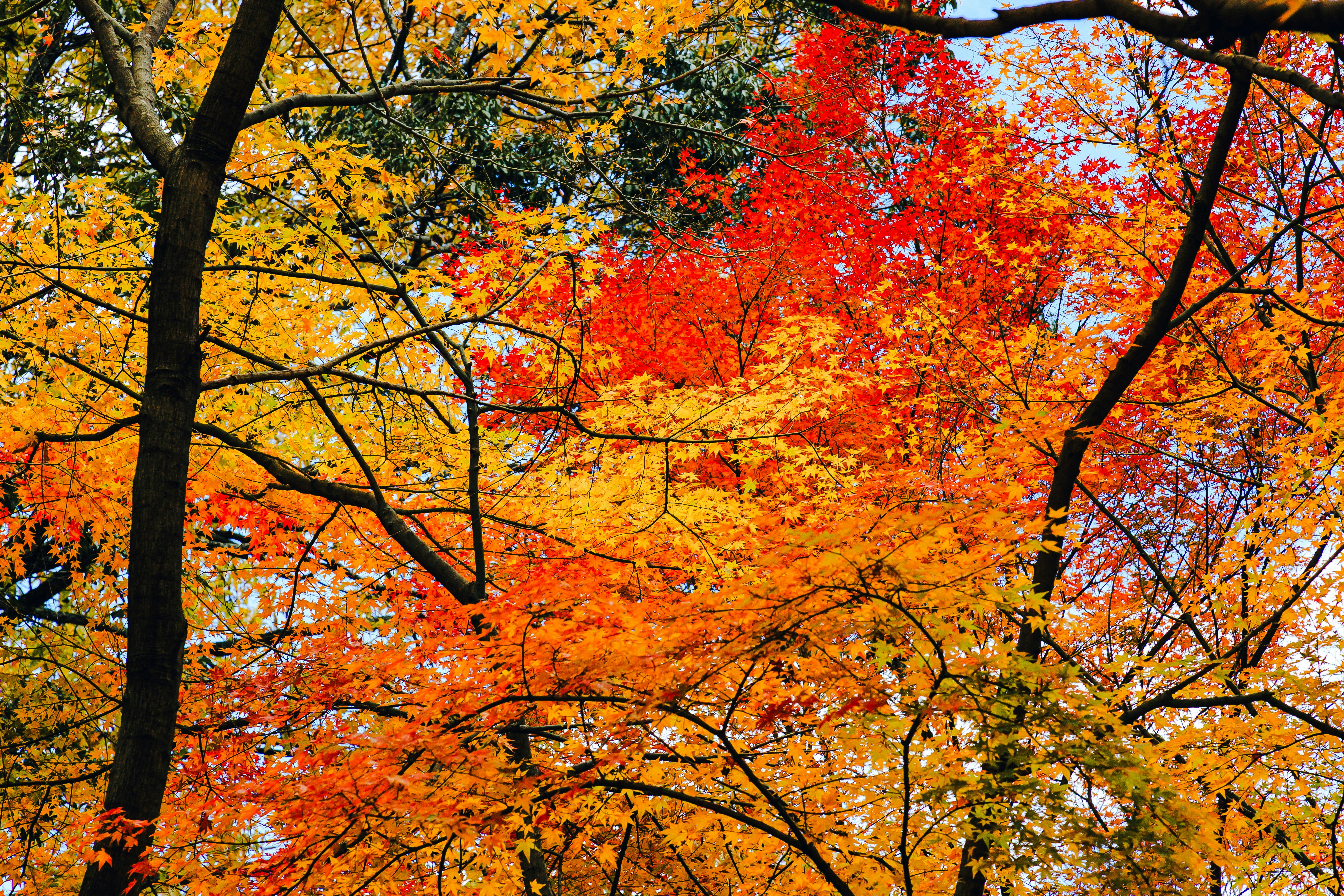 色づく木々が重なる秋の紅葉の森