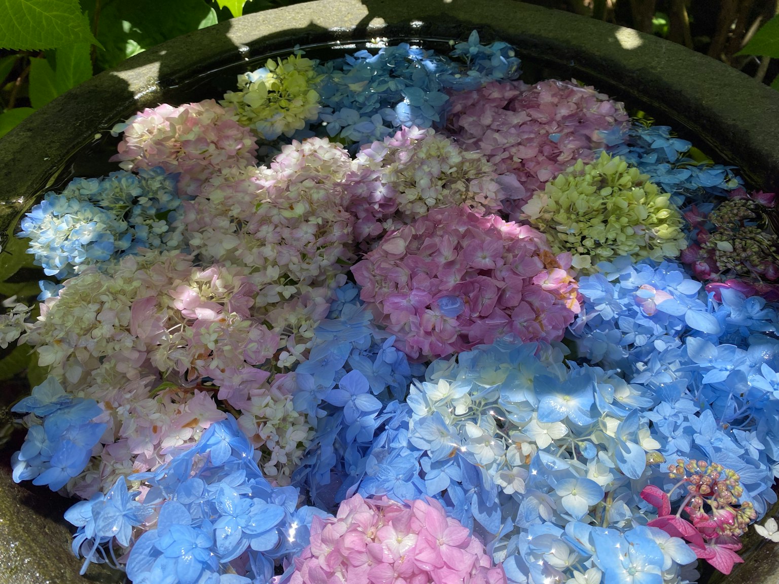Une exposition vibrante de fleurs d'hortensia de différentes couleurs disposées dans un pot