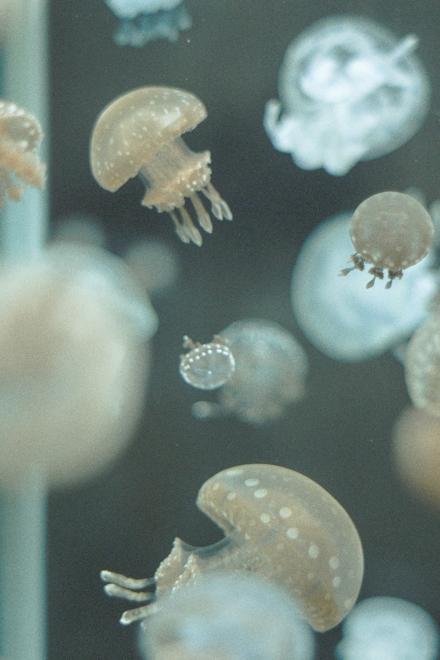 水族館中漂浮的透明水母