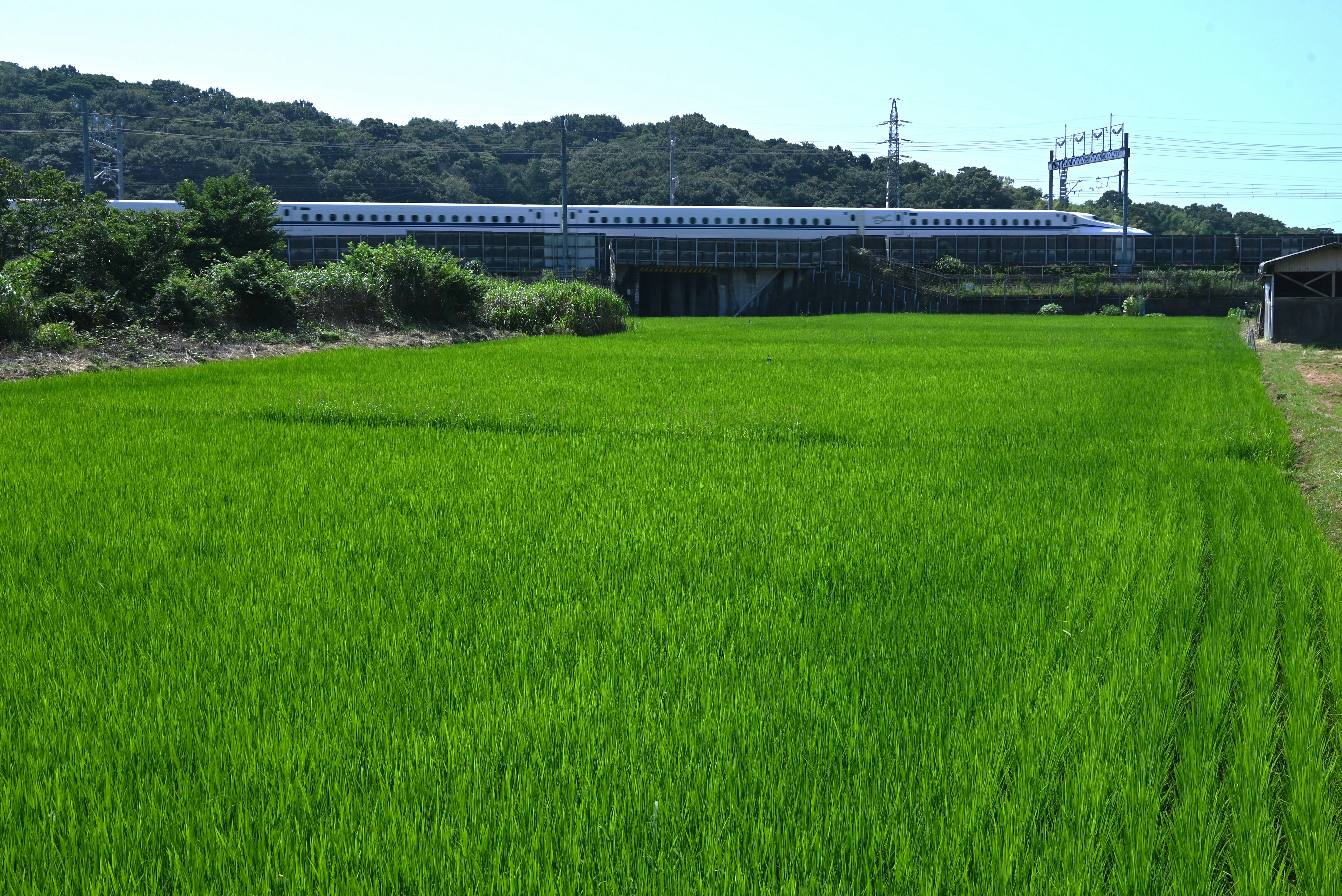 田んぼの緑の稲が広がる風景