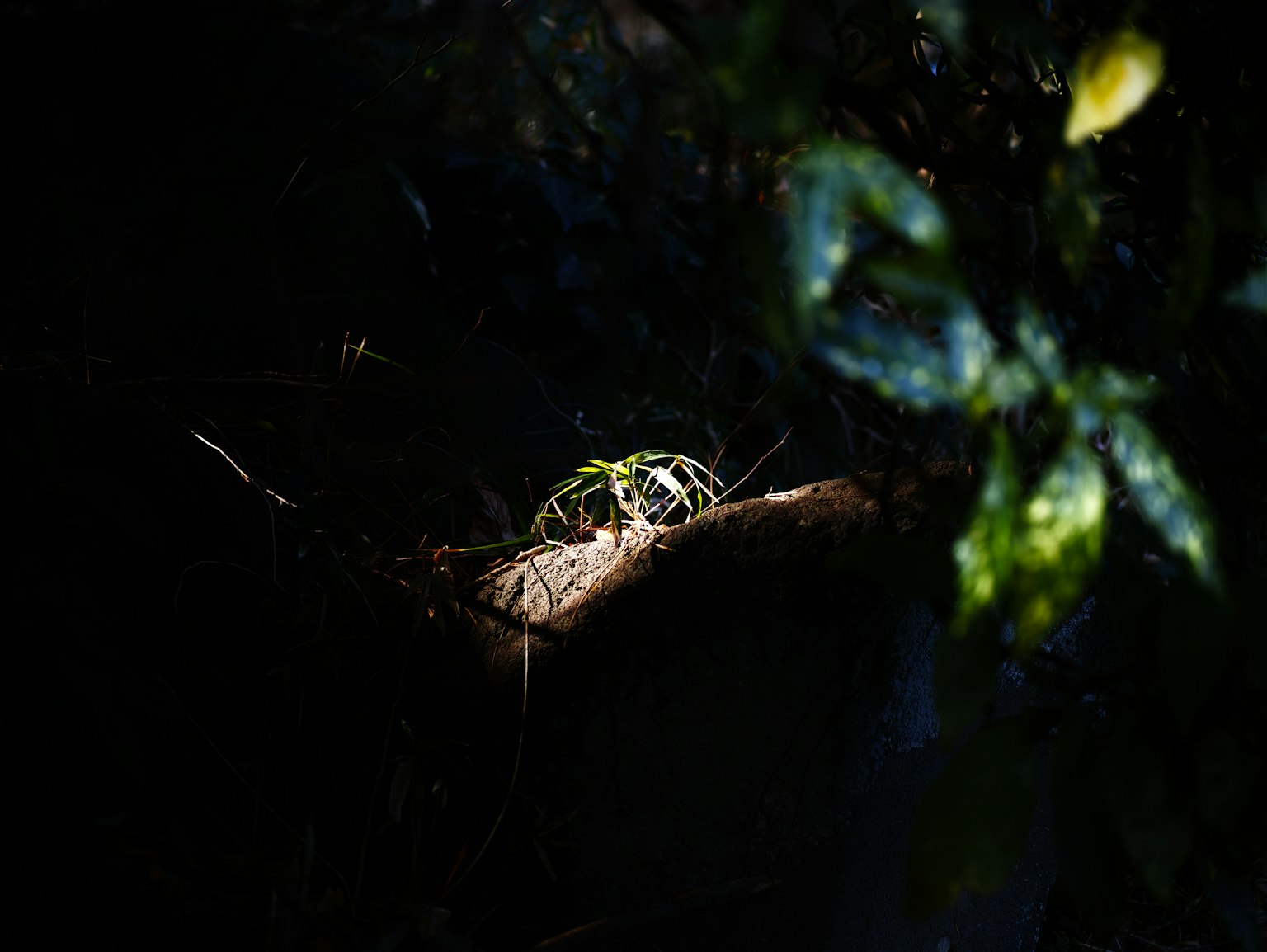 Una pequeña criatura iluminada sobre un fondo oscuro rodeada de hojas verdes