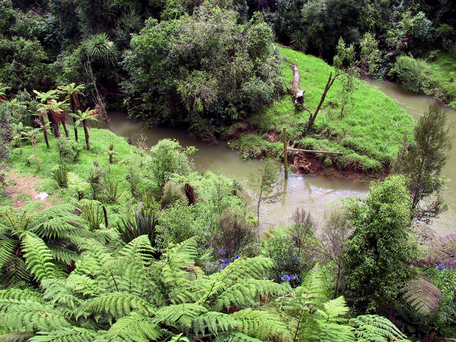 Paisaje de bosque verde y río con helechos prominentes