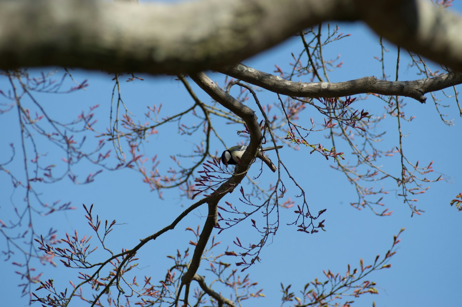 A small bird perched on a branch against a blue sky