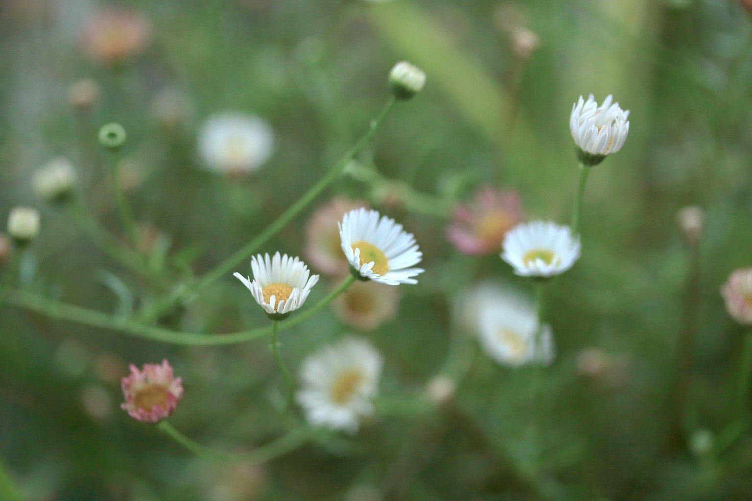 Un campo de pequeñas flores blancas con tallos verdes