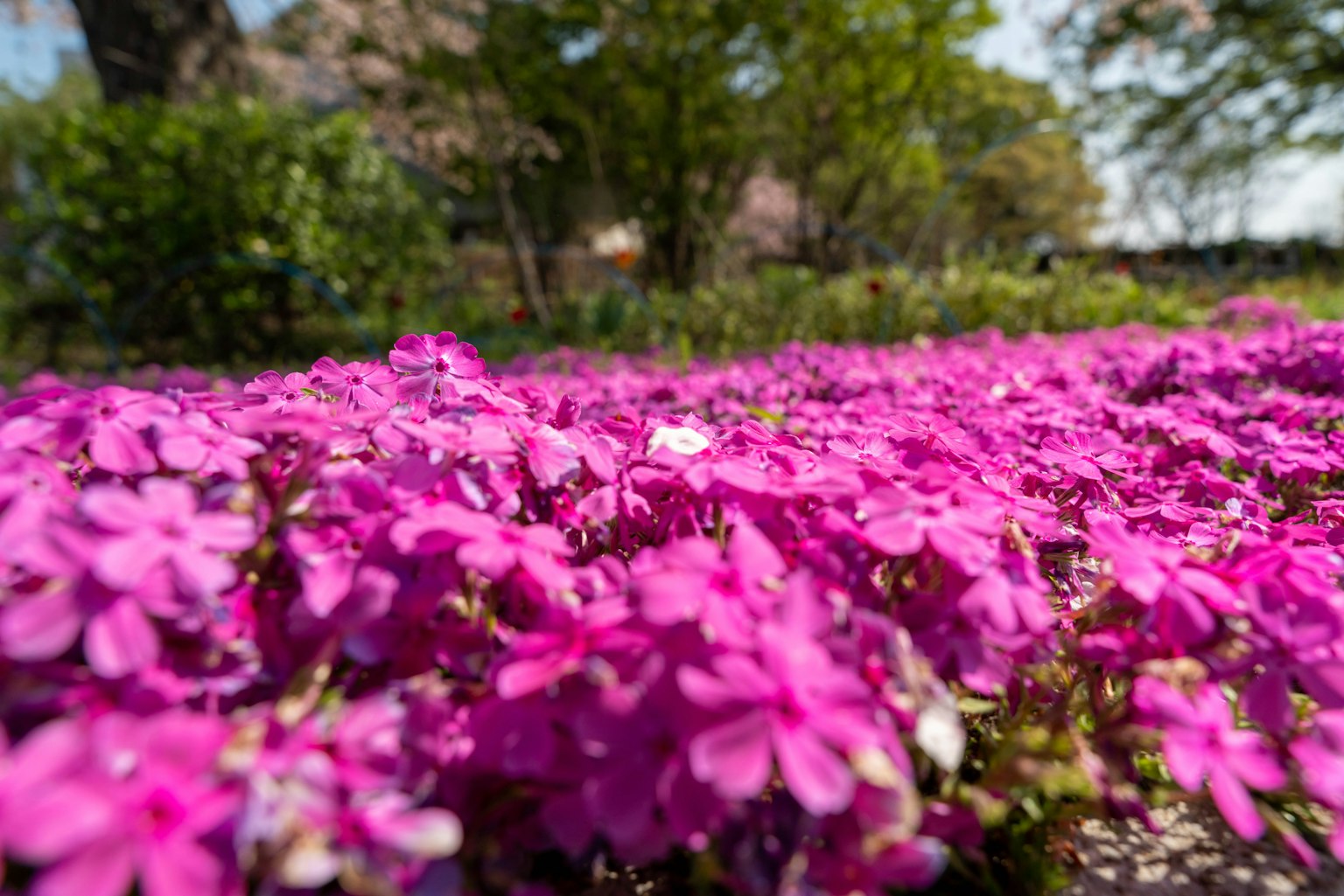 Lebendige rosa Blumen blühen in einem Park