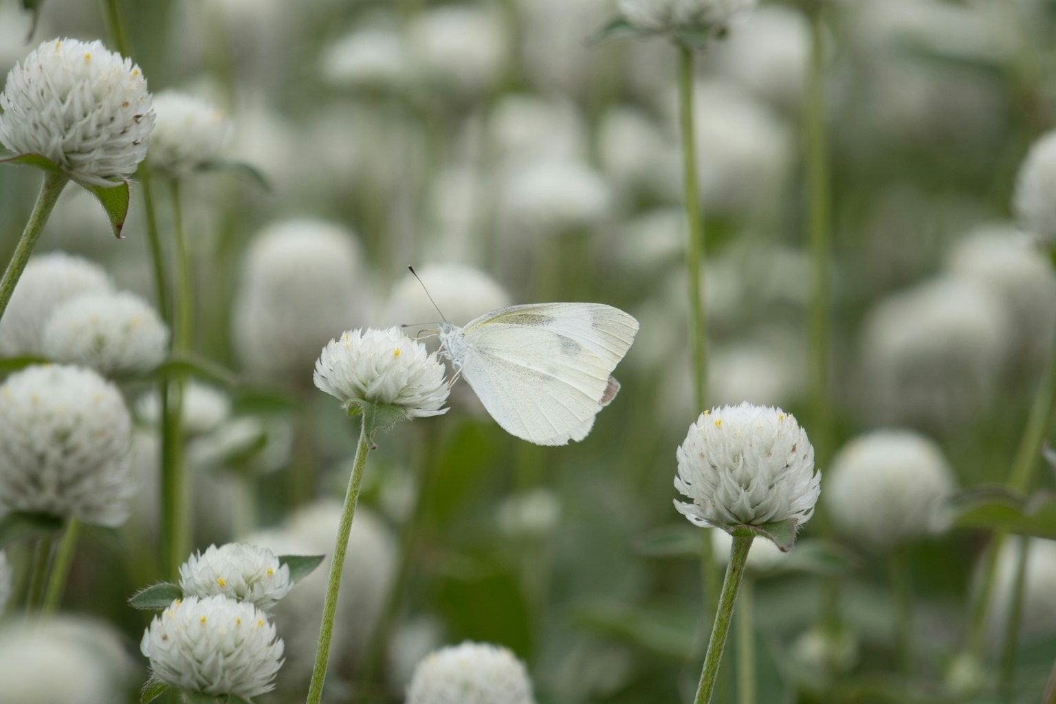 Una mariposa blanca posada sobre un grupo de flores blancas en un campo verde