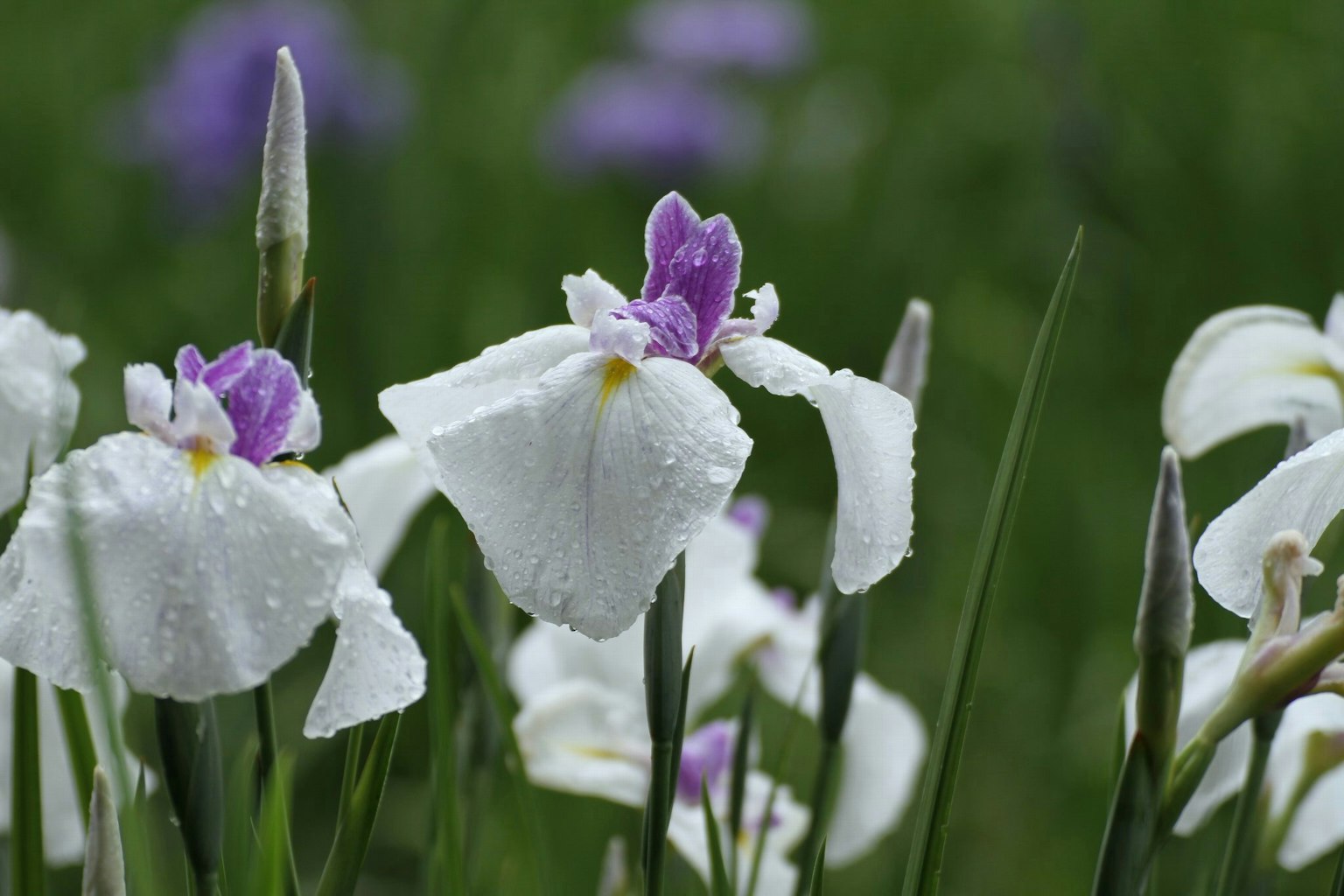 Fleurs blanches avec gouttes et accents violets dans un champ herbeux