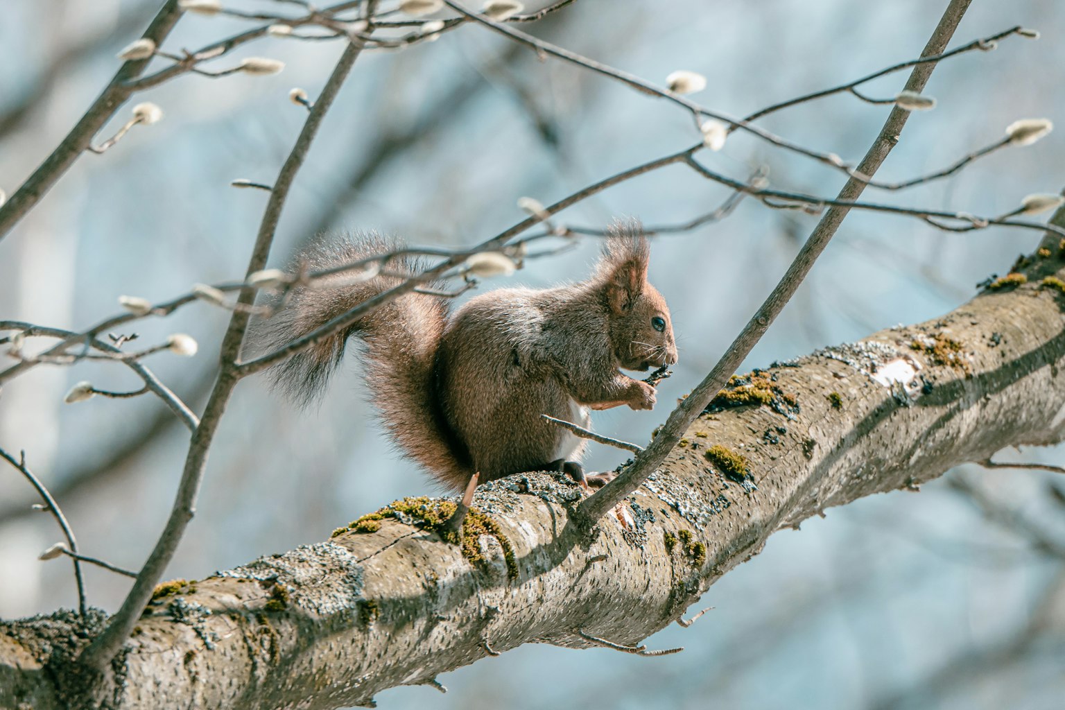 Ein Eichhörnchen, das auf einem Baumast Nahrung frisst