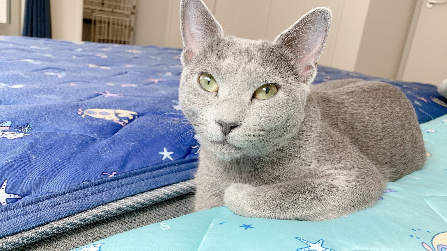 Gatto grigio sdraiato su un materasso blu con motivi a stelle
