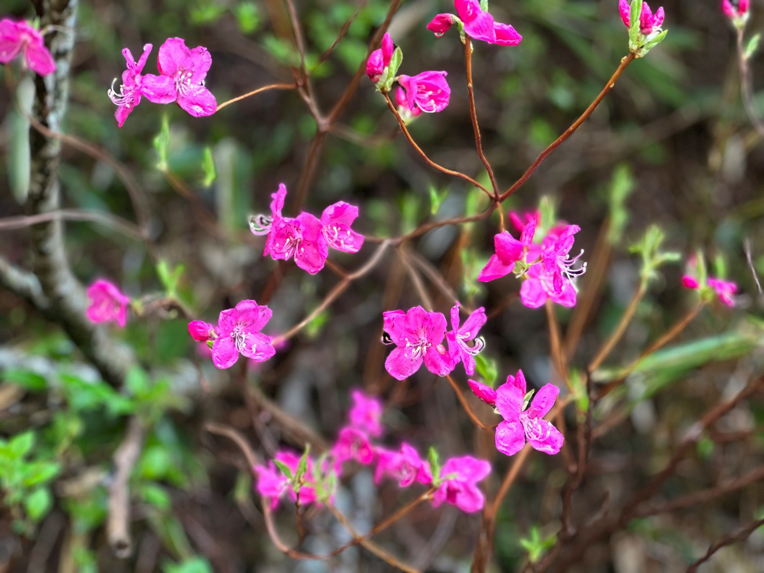 Primer plano de flores rosas vibrantes en pequeñas ramas