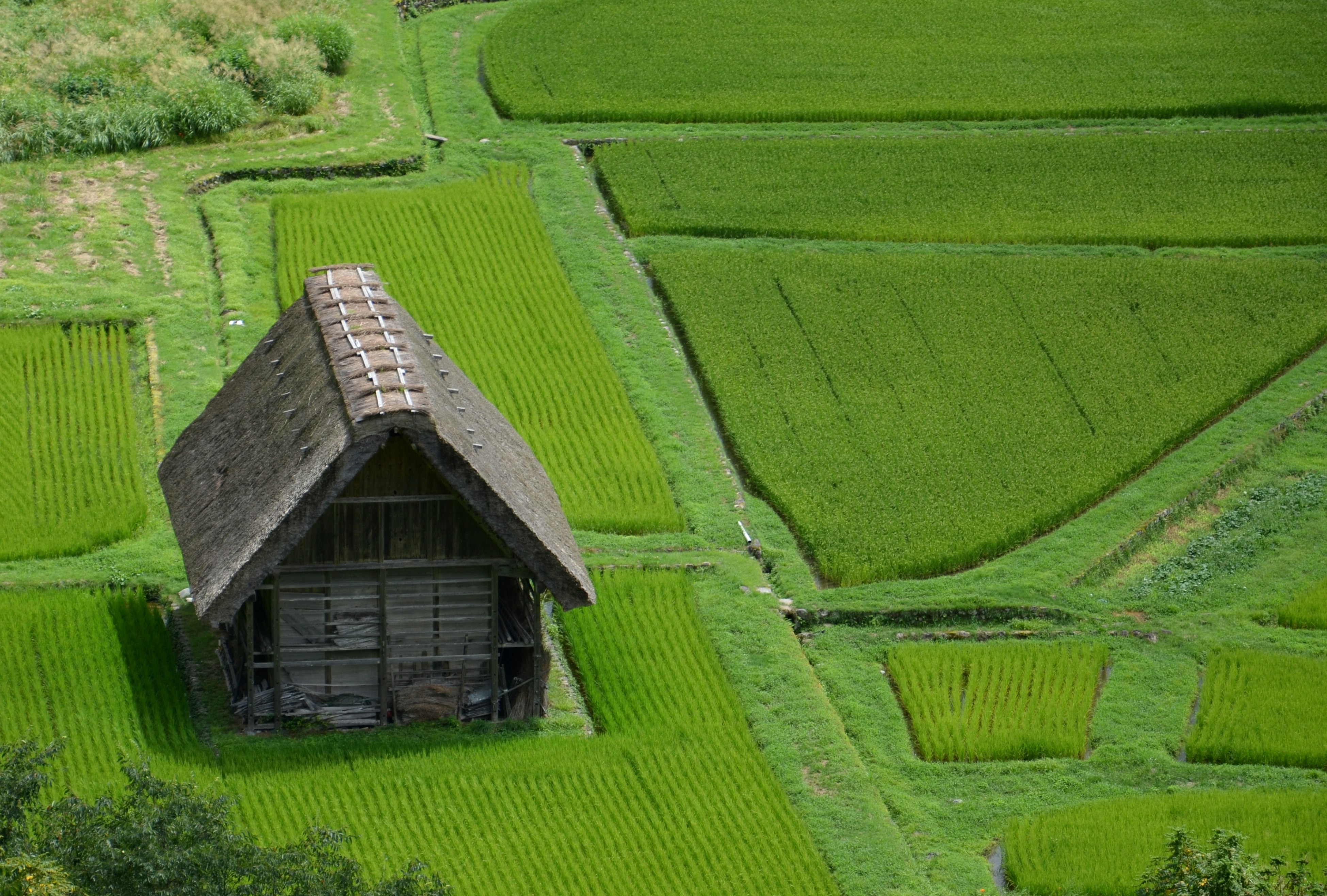 棚田の緑の畑に囲まれた茅葺き小屋のある風景