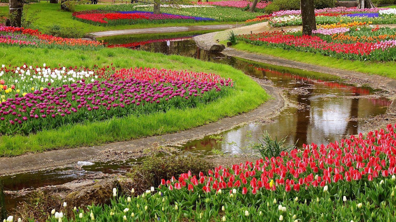 Tulip berwarna-warni mekar di taman indah dengan aliran sungai yang berkelok-kelok