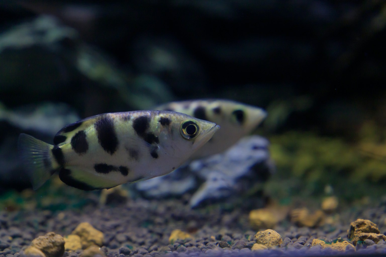Pesce con motivo maculato che nuota in un acquario