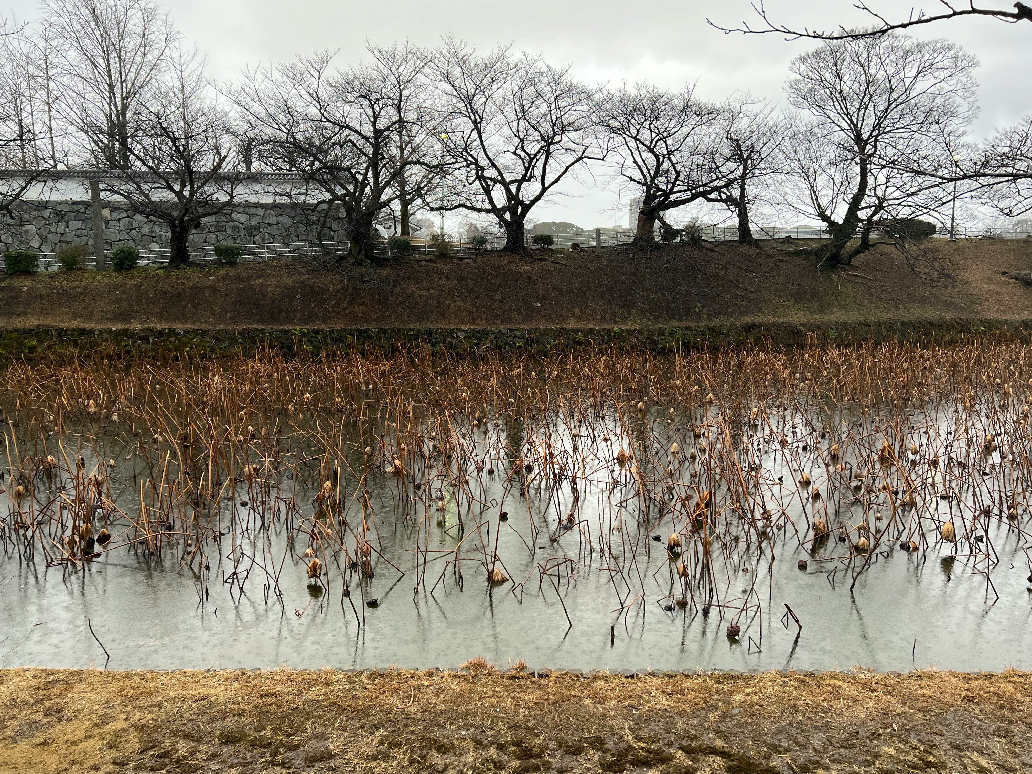 冬季湖邊枯萎蘆葦與平靜水面景色