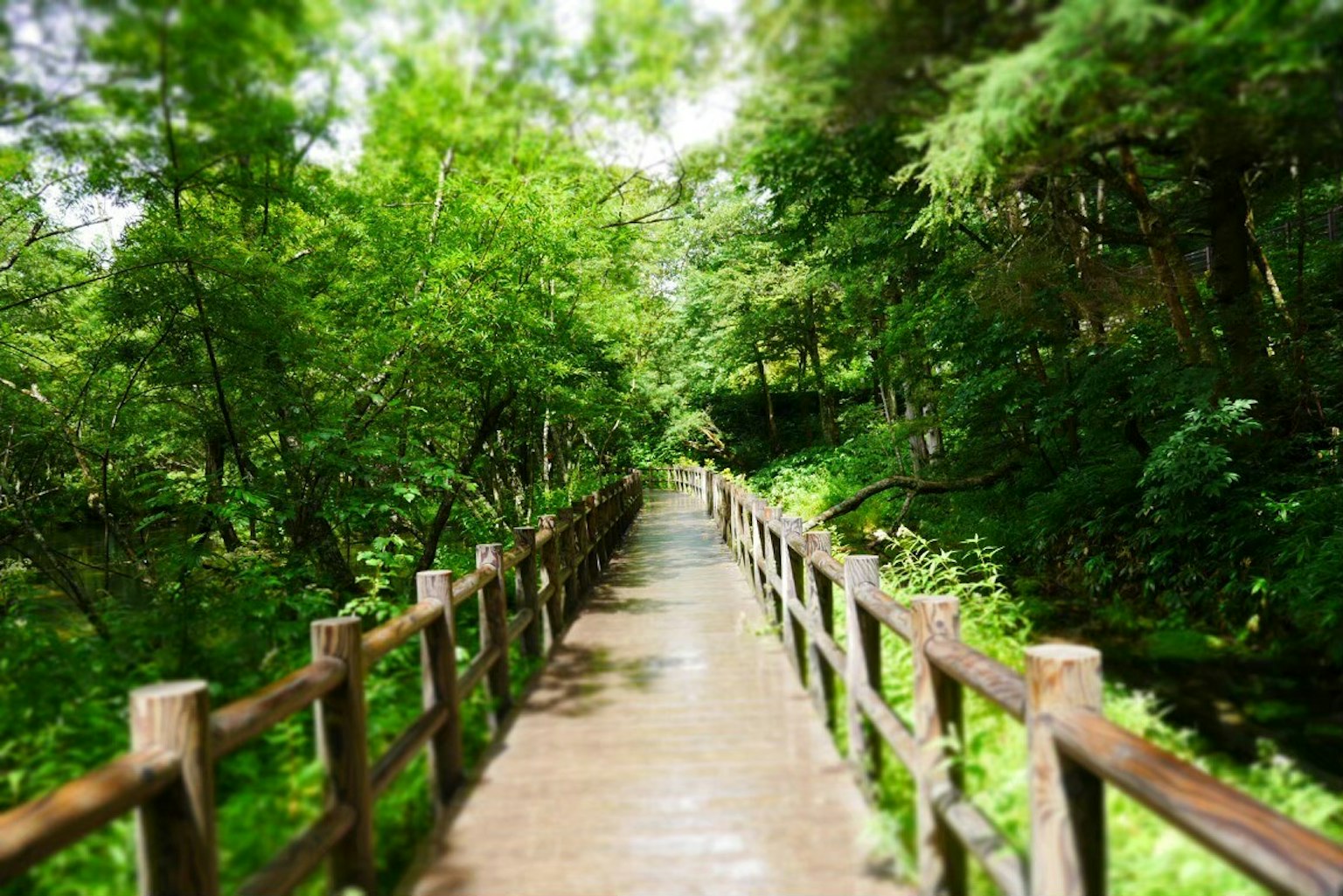Sentiero in legno circondato da vegetazione lussureggiante