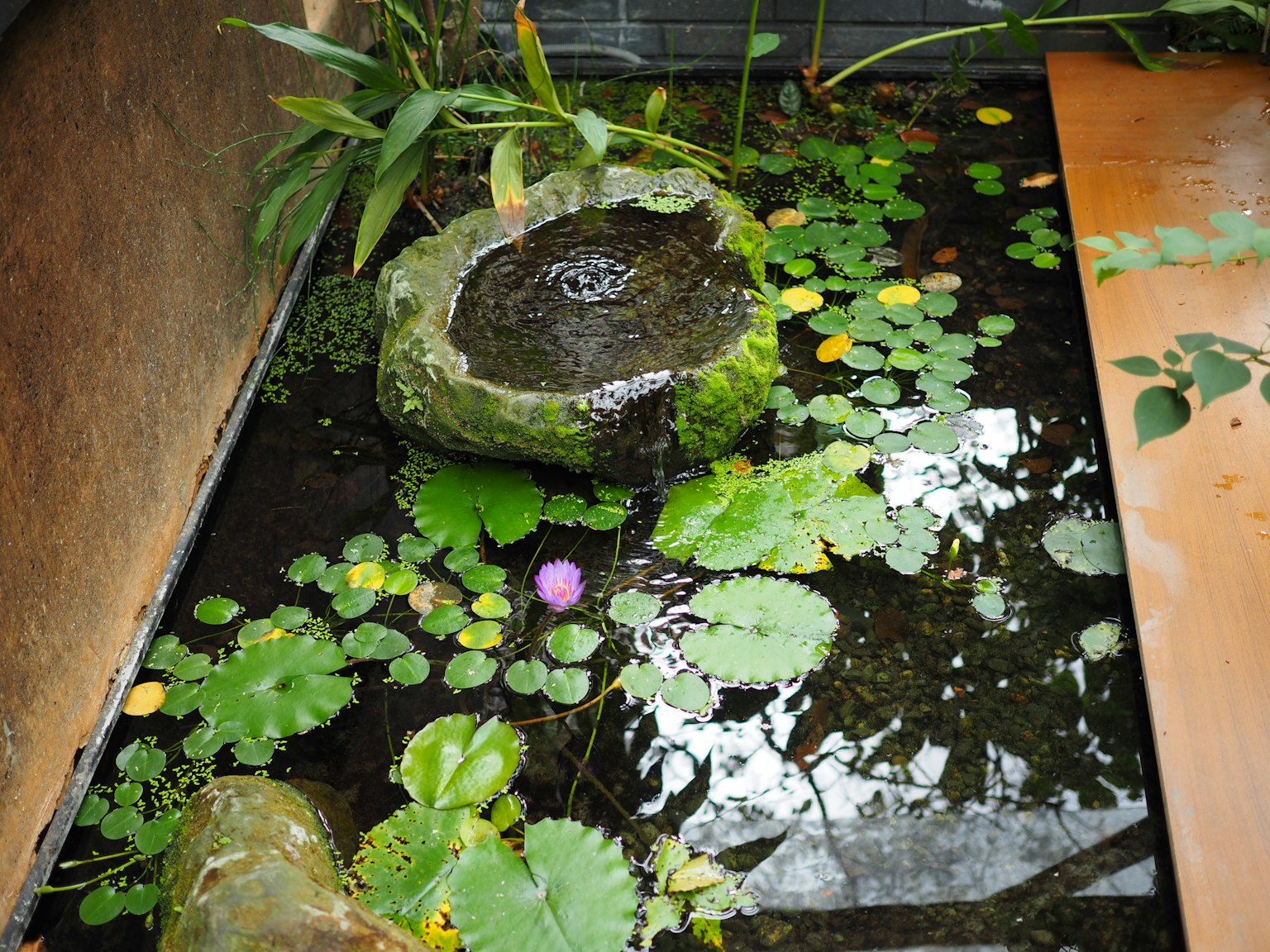 Un étang tranquille avec une fontaine en pierre entourée de nénuphars verts