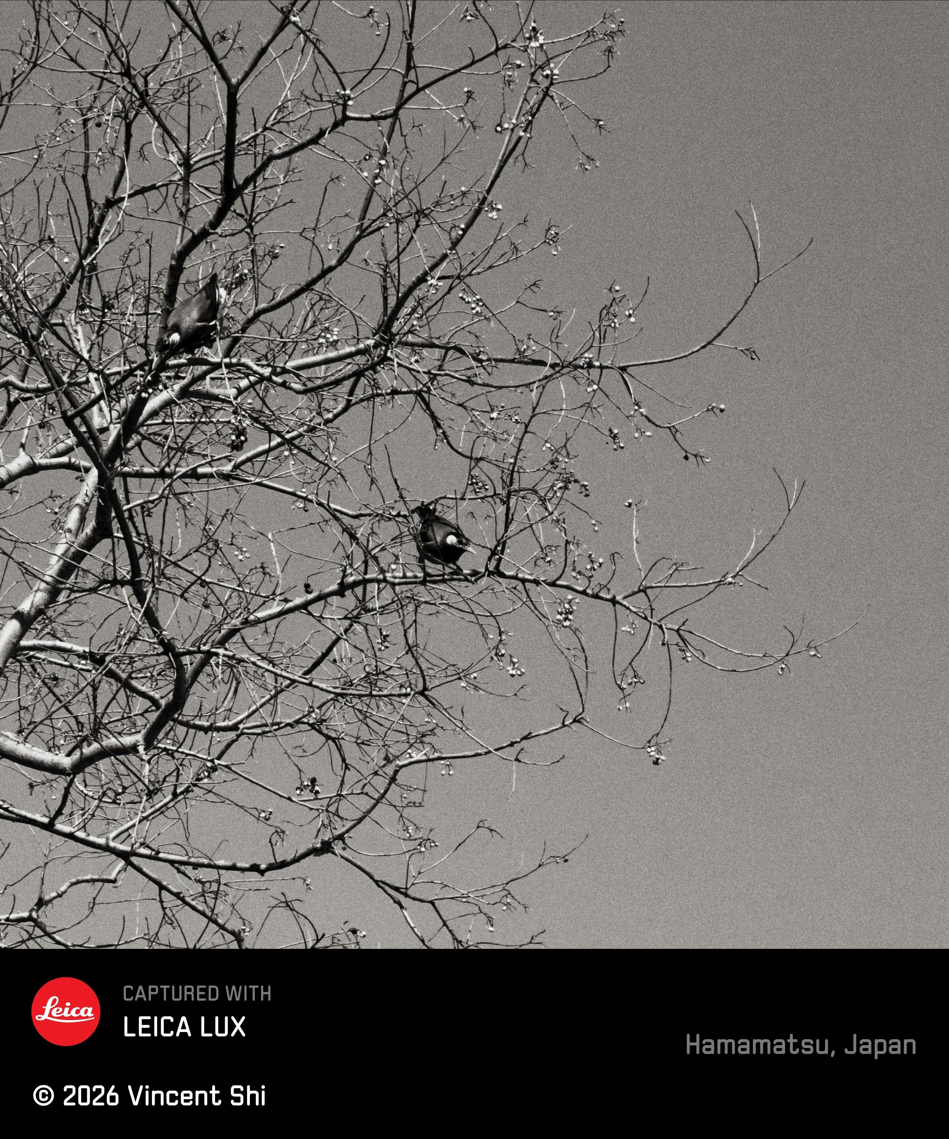 small birds perched on leafless tree branches