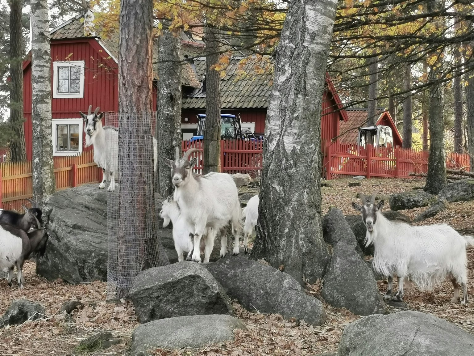 秋天的景色，有山羊和紅色小屋