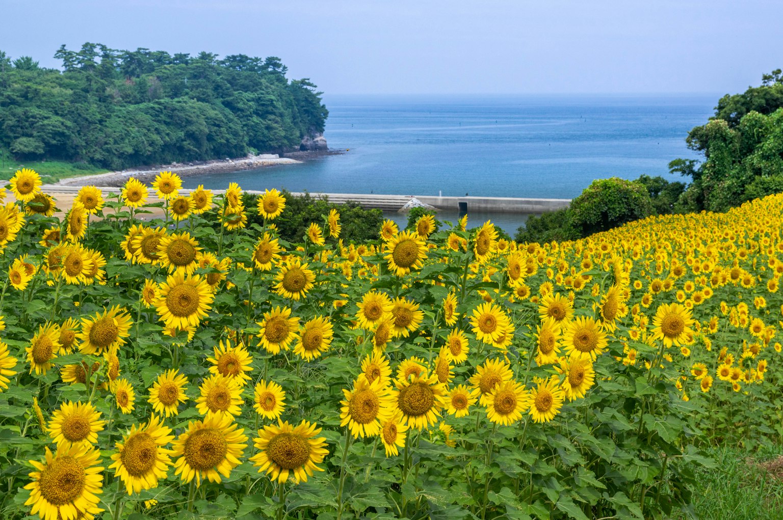 Un vibrante campo de girasoles con vista al mar azul y árboles verdes