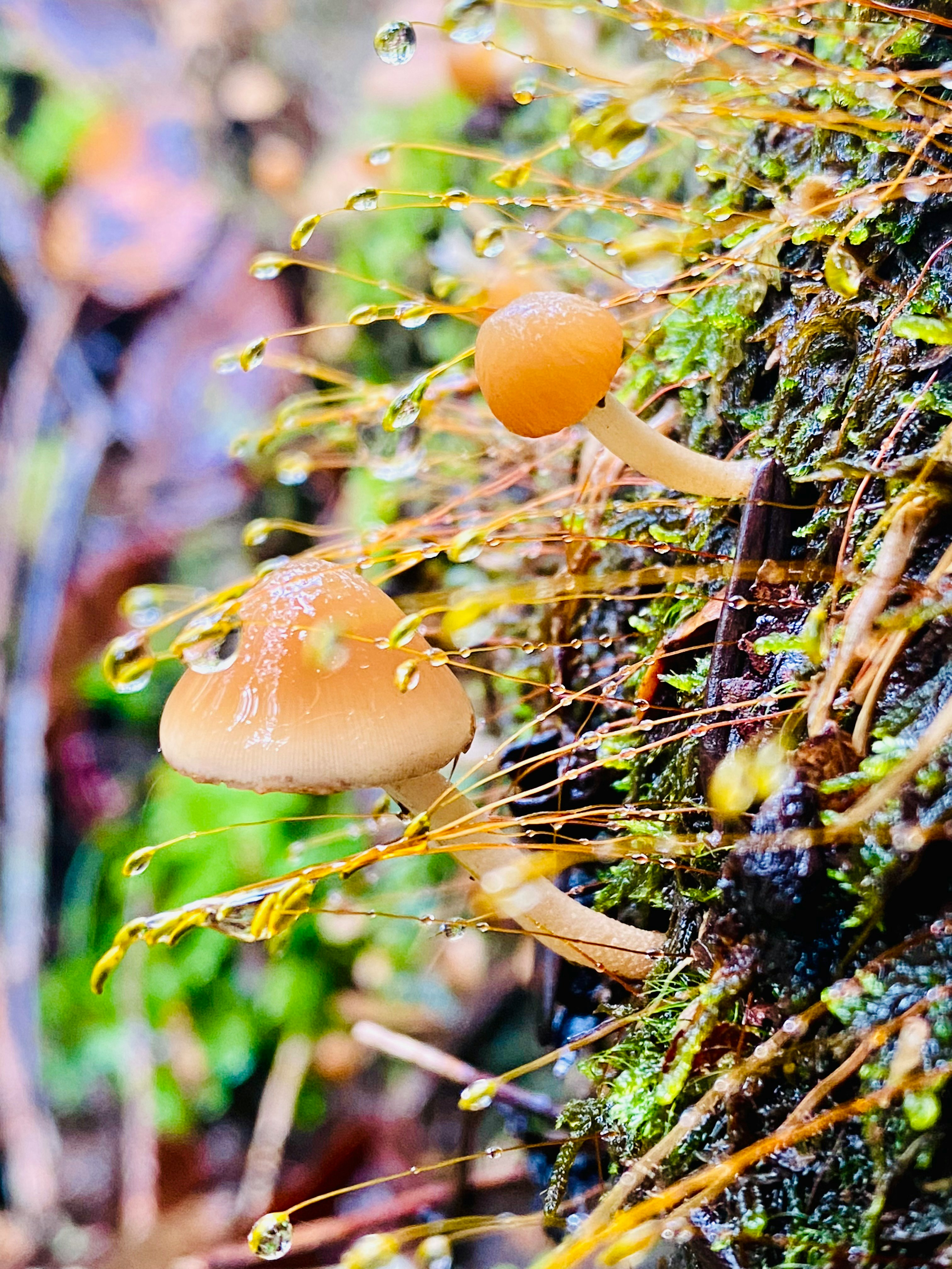原生林の苔とキノコに付いた雨上がりの雫のマクロ画像