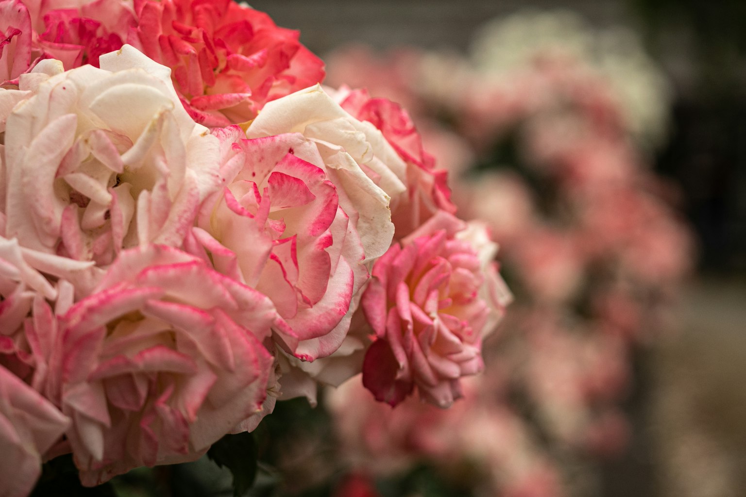 Ein Strauß aus rosa und cremefarbenen Rosen in Reihe angeordnet
