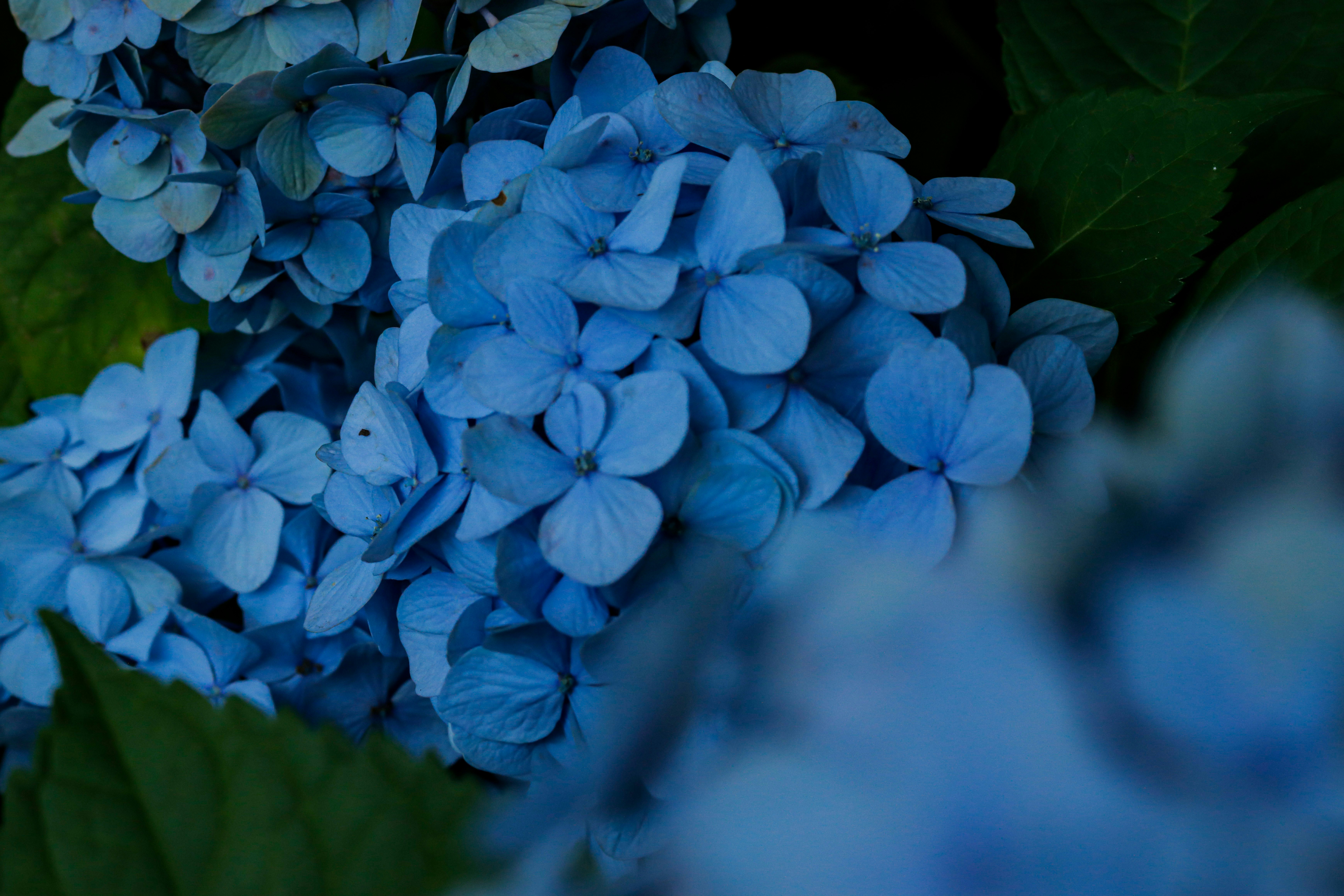 青いアジサイの花びらが密集したクローズアップ