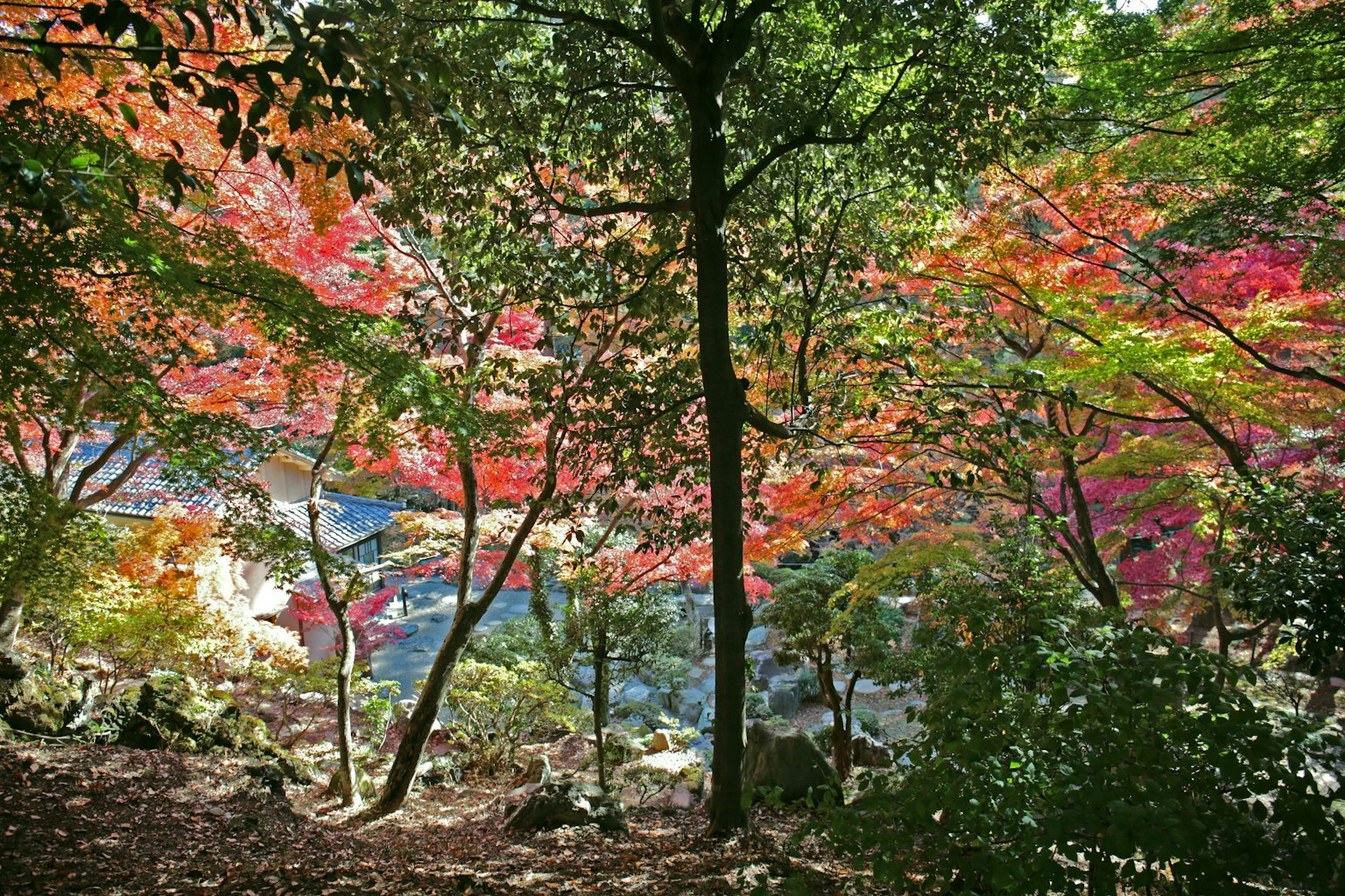 Scène forestière sereine entourée de feuillage d'automne coloré