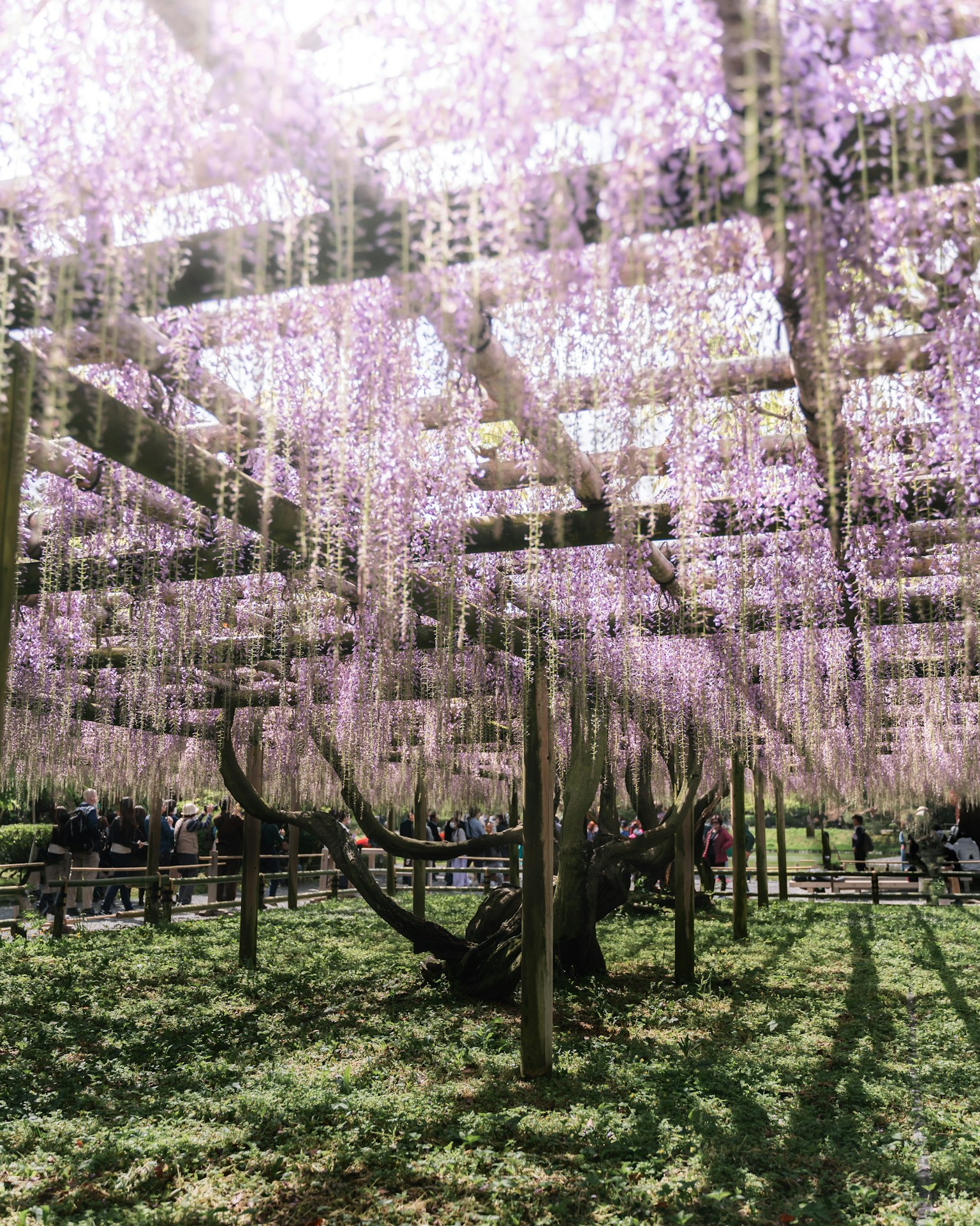 Pemandangan indah bunga wisteria yang menggantung dengan rumput hijau