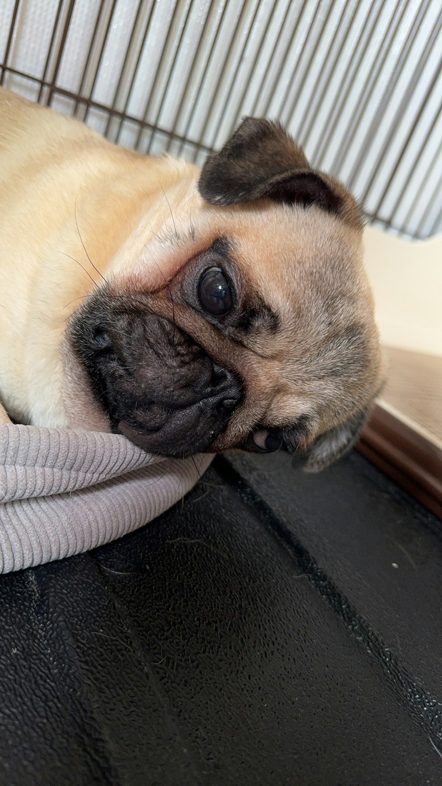 一隻巴哥犬在休息，特寫它的臉和大眼睛