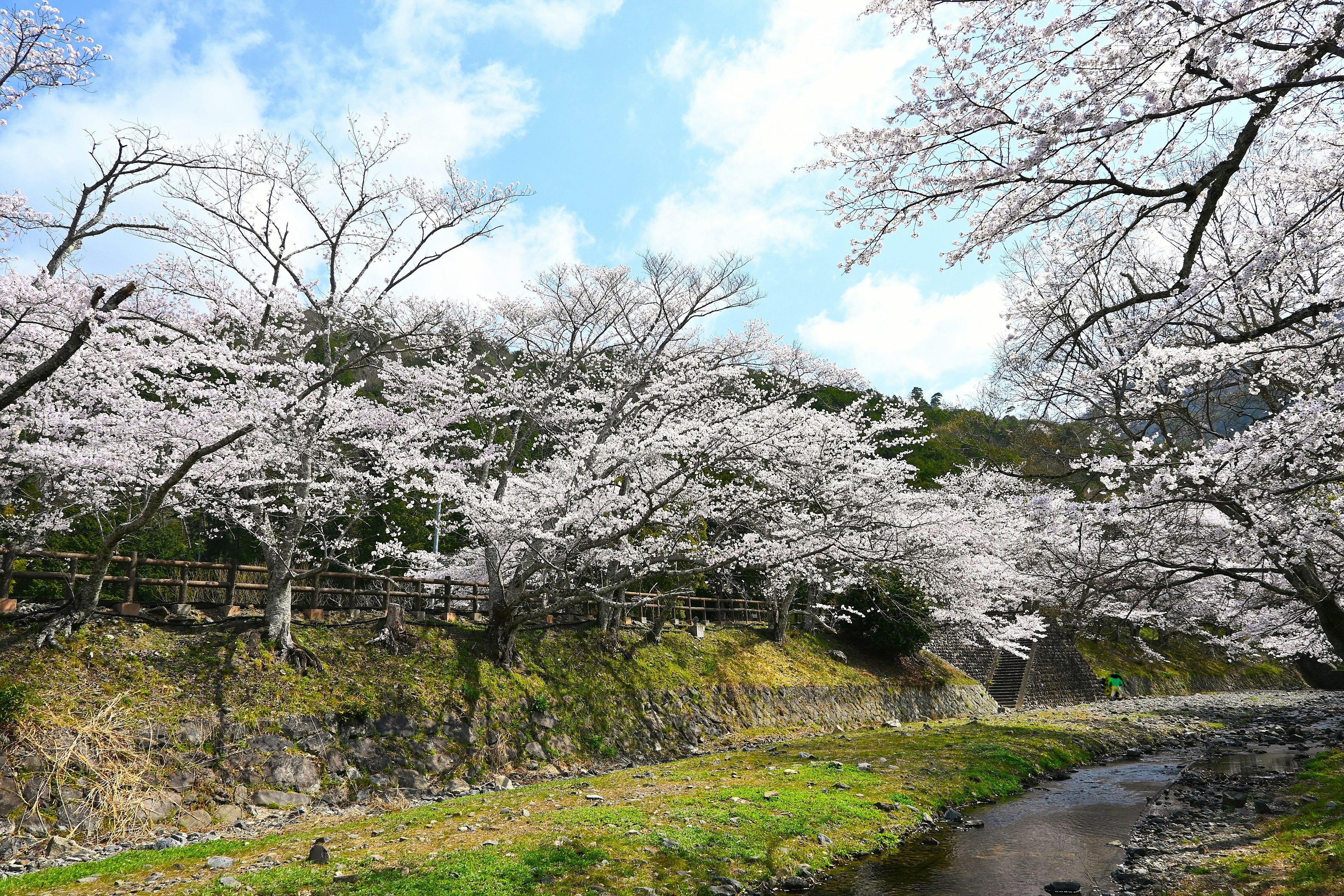 七谷川沿いの桜並木と川沿いの小道