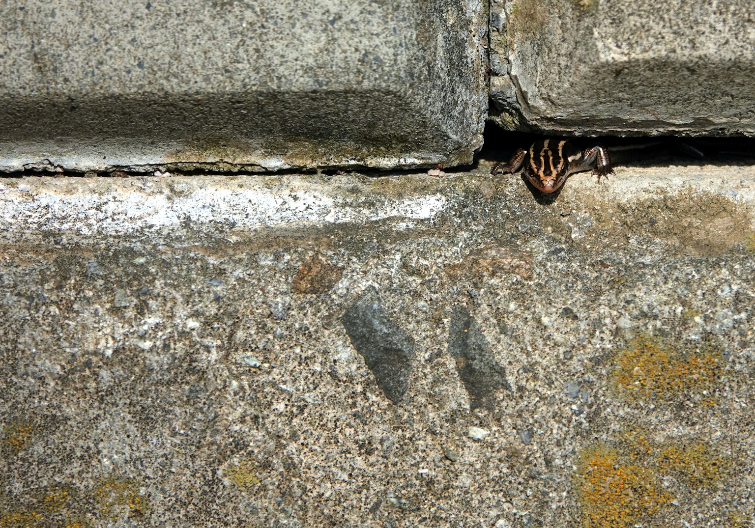 Piccola creatura che sbuca da una fessura nel cemento