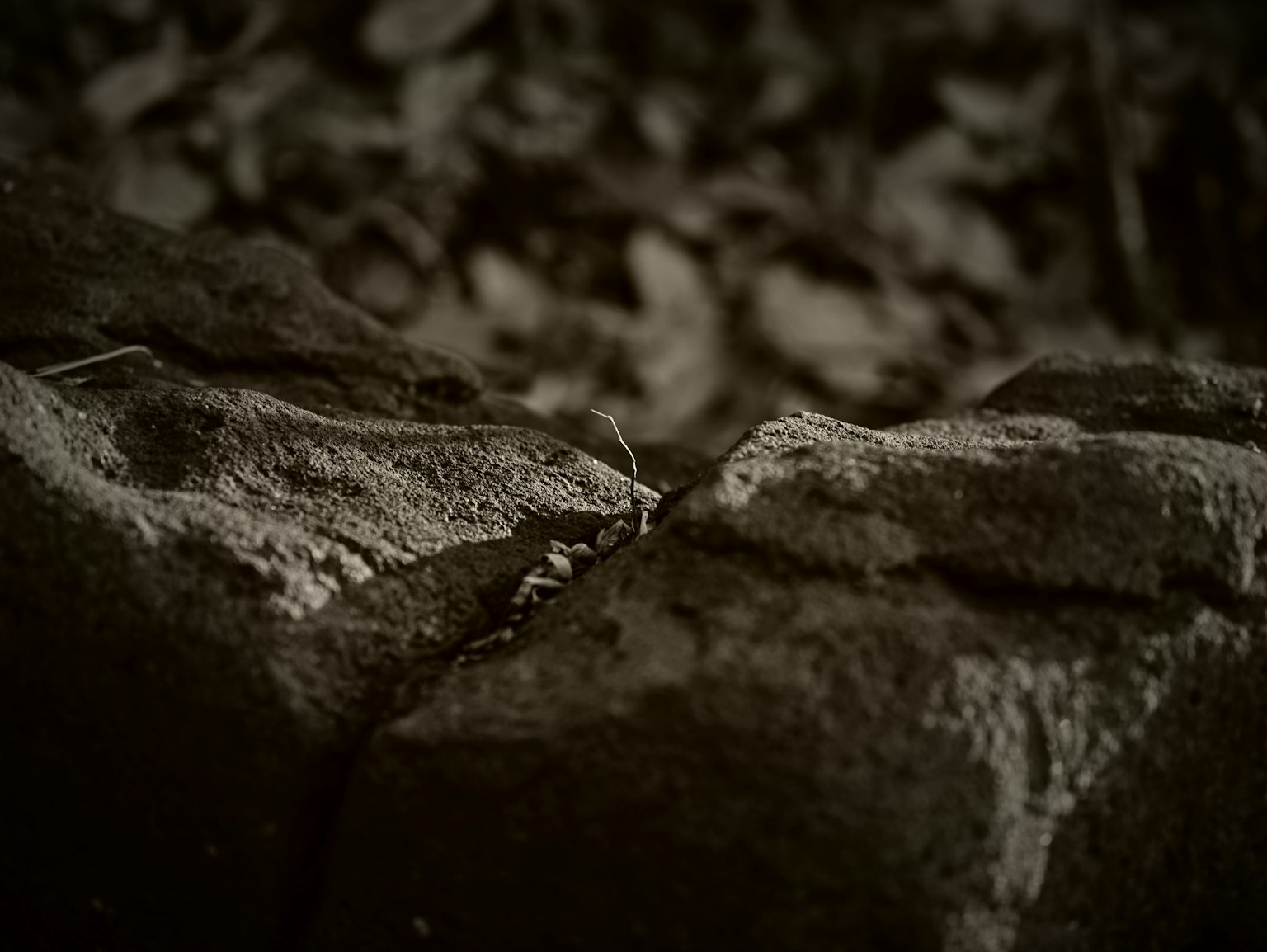 Monochrome image showing a crack in stone with surrounding leaves