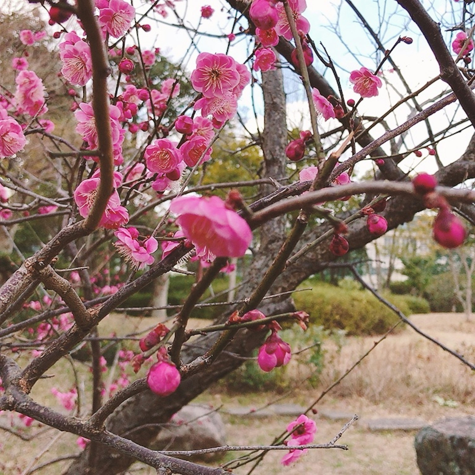 Nahaufnahme eines Baumzweigs mit blühenden rosa Pflaumenblüten