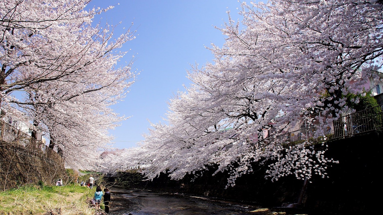 ทิวทัศน์ที่สวยงามของต้นซากุระริมแม่น้ำใต้ท้องฟ้าสีฟ้าพร้อมผู้คนที่เพลิดเพลินกับทิวทัศน์