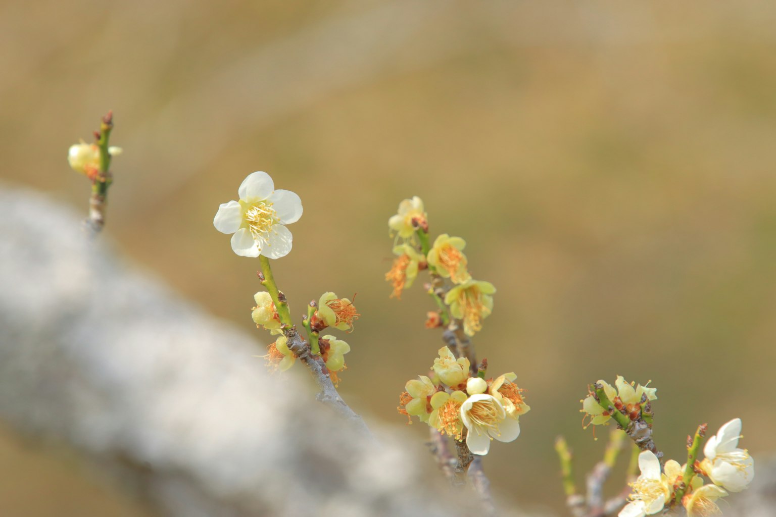 Gros plan sur des fleurs jaunes pâles et des bourgeons sur une branche