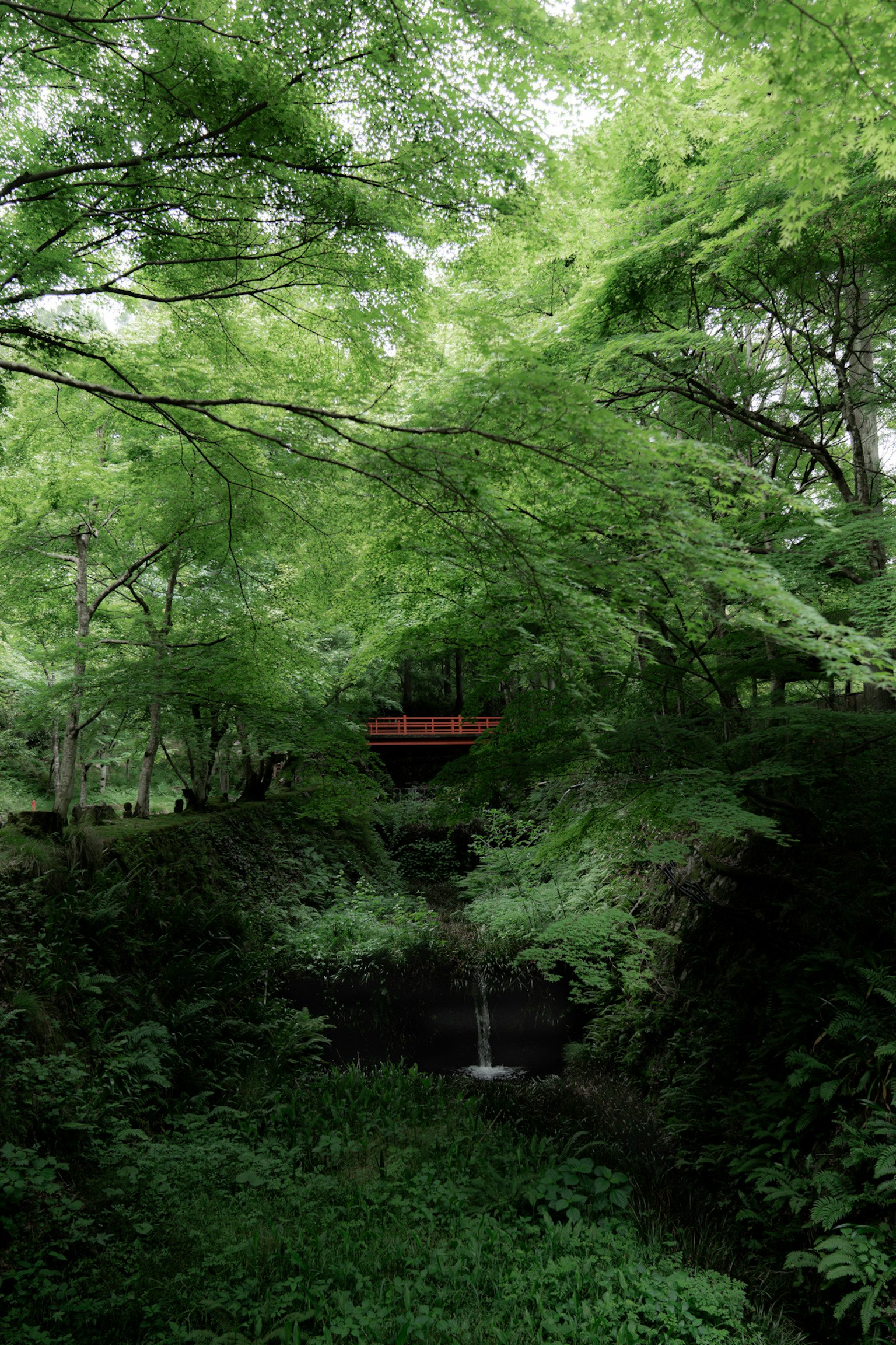 Cây xanh tươi tốt bao quanh một cây cầu đỏ và một thác nước nhỏ