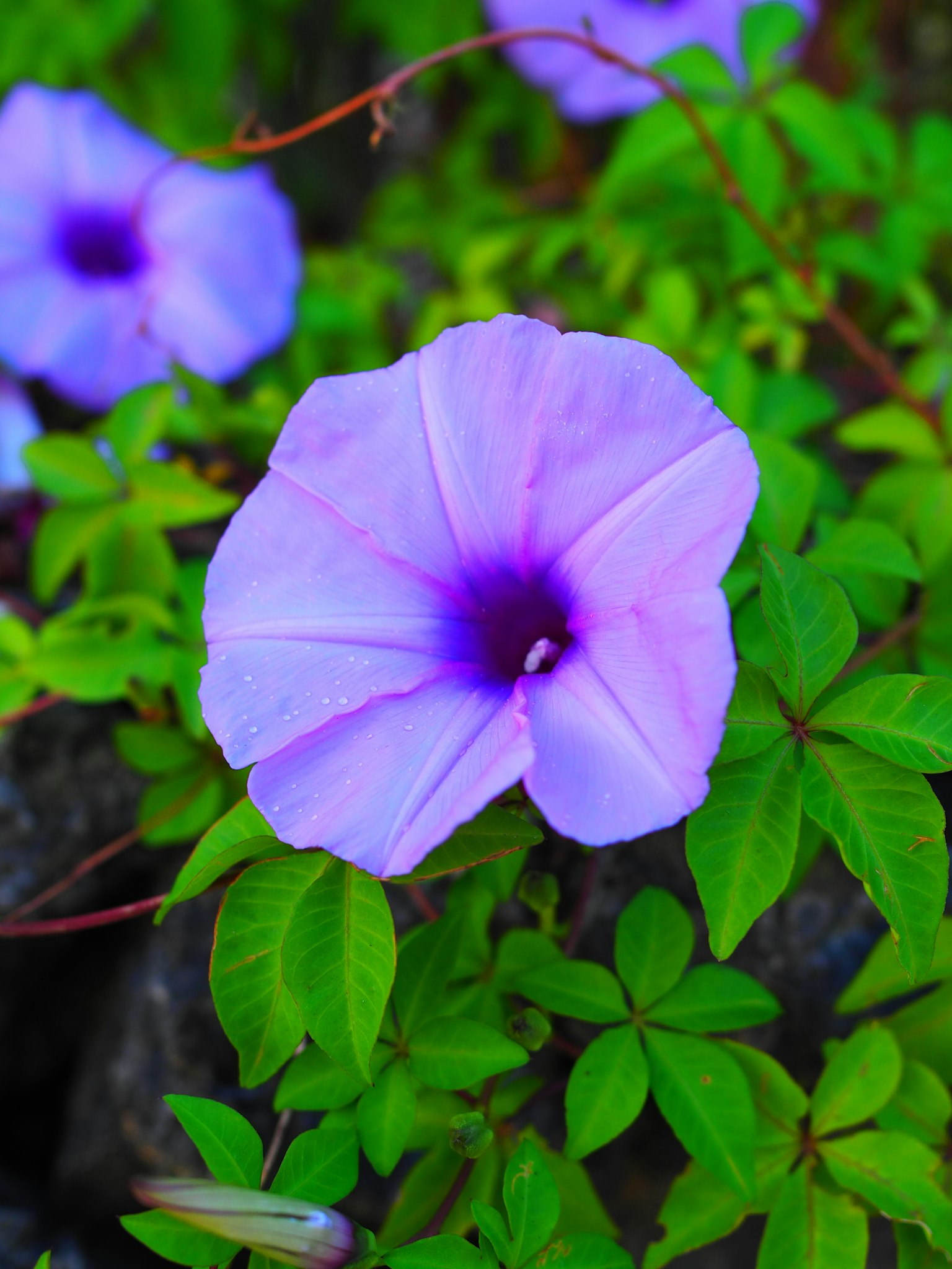 Schöne lila Blume mit grünen Blättern im Hintergrund