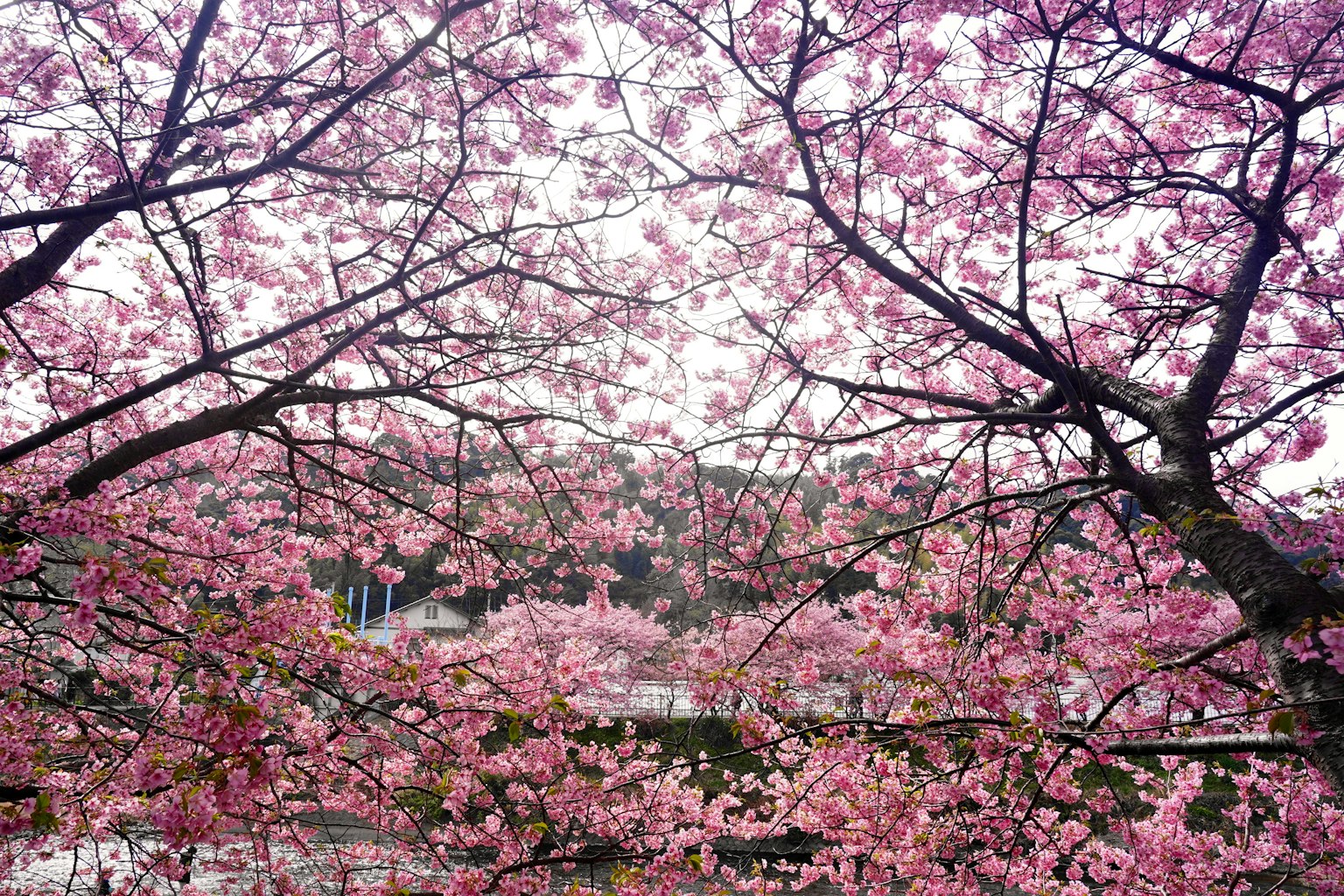 Paysage de cerisiers en fleurs