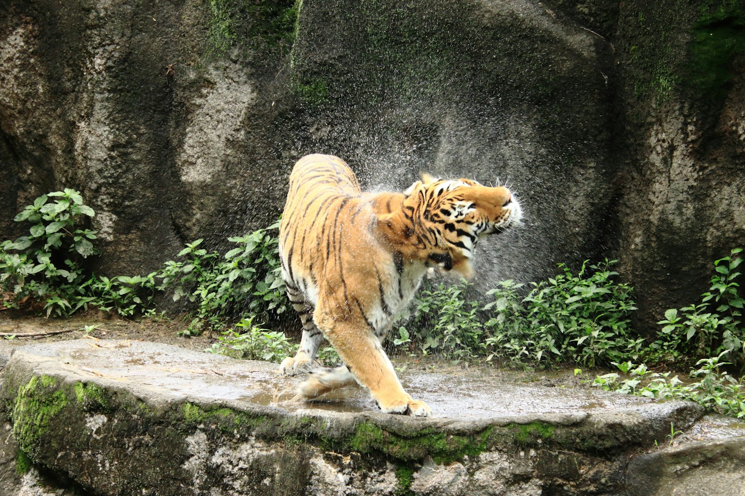 Tiger shaking off water with a natural background
