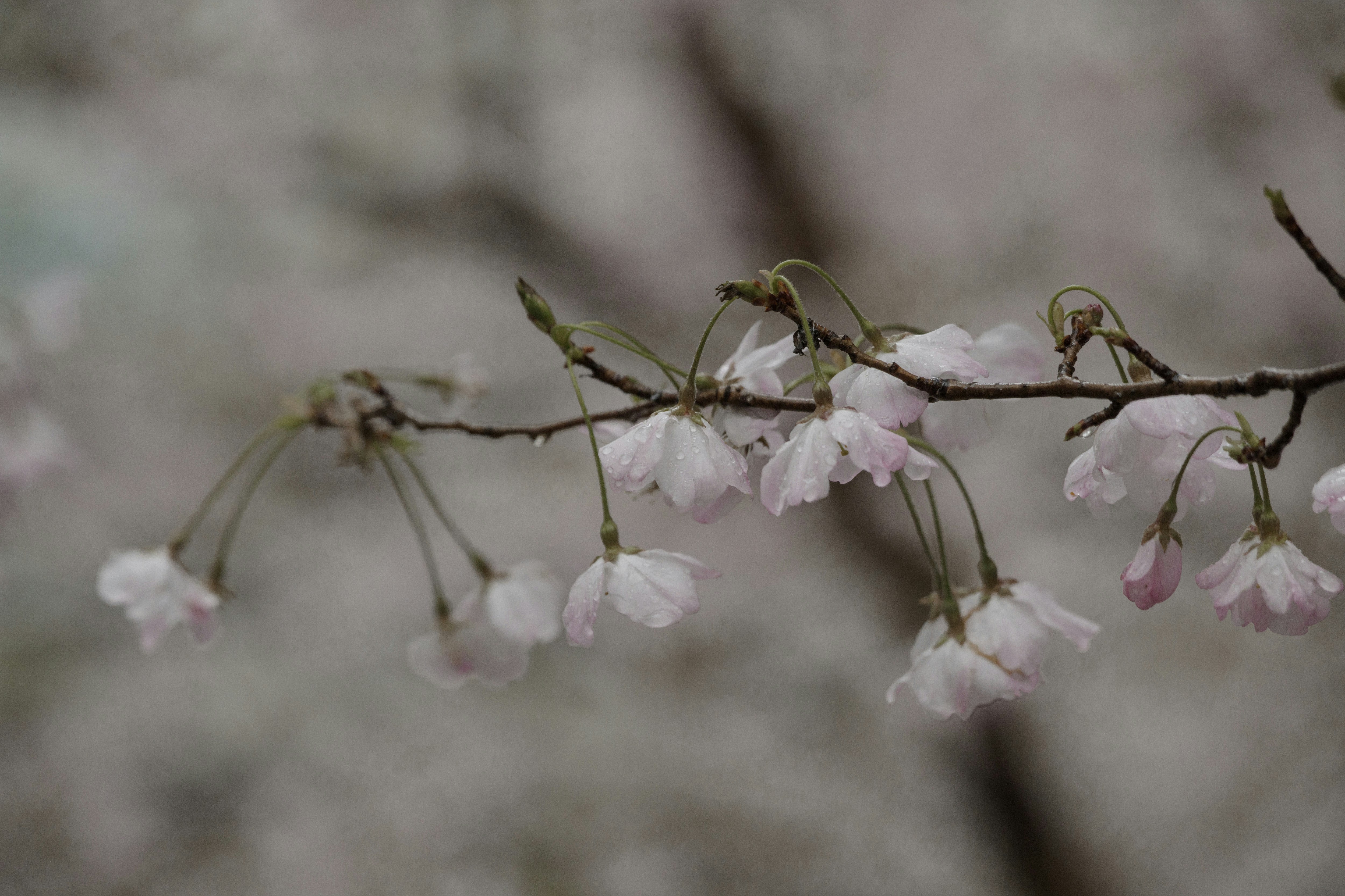 雨の朝に咲く桜の枝