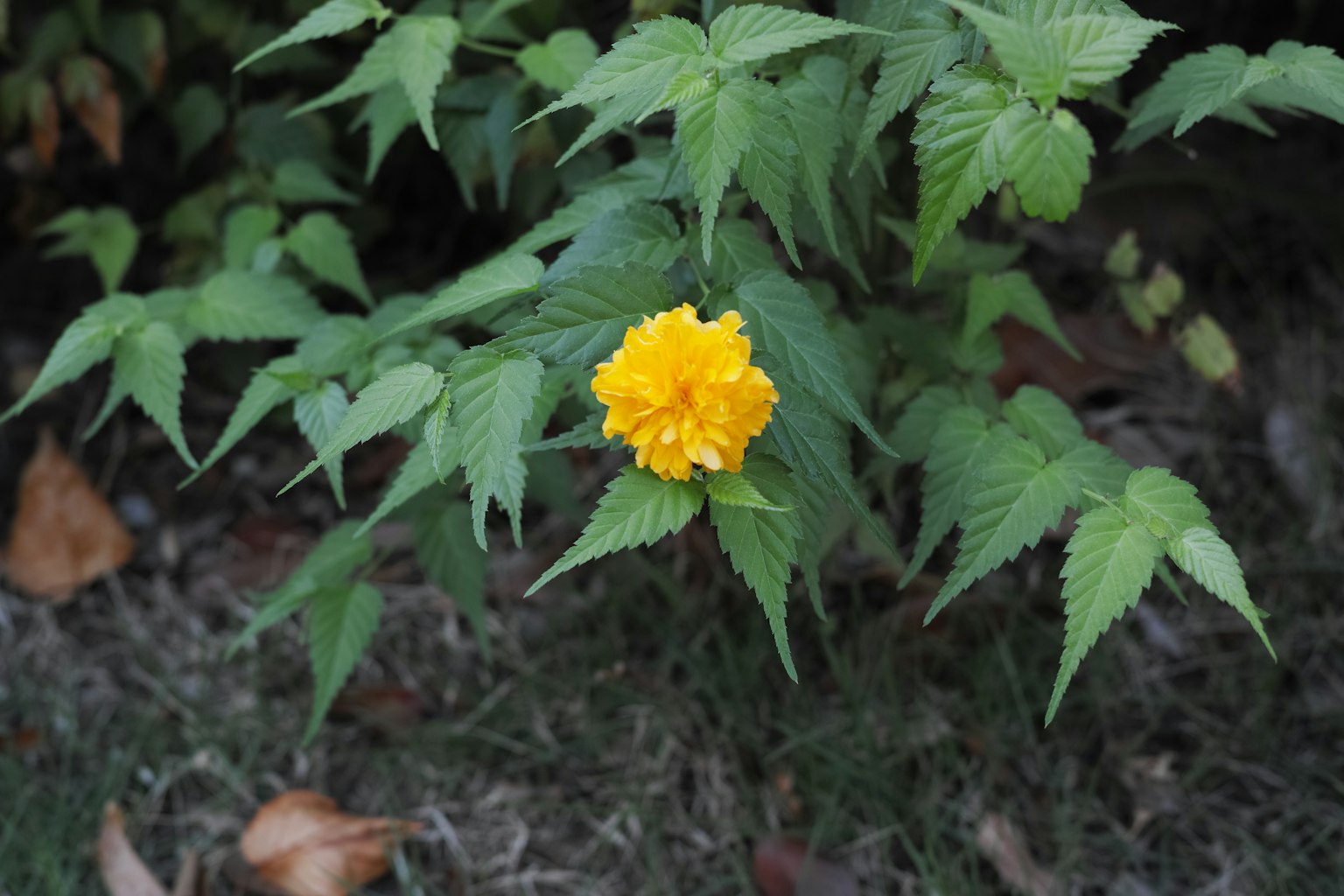 鮮やかな黄色の花と緑の葉が特徴の植物