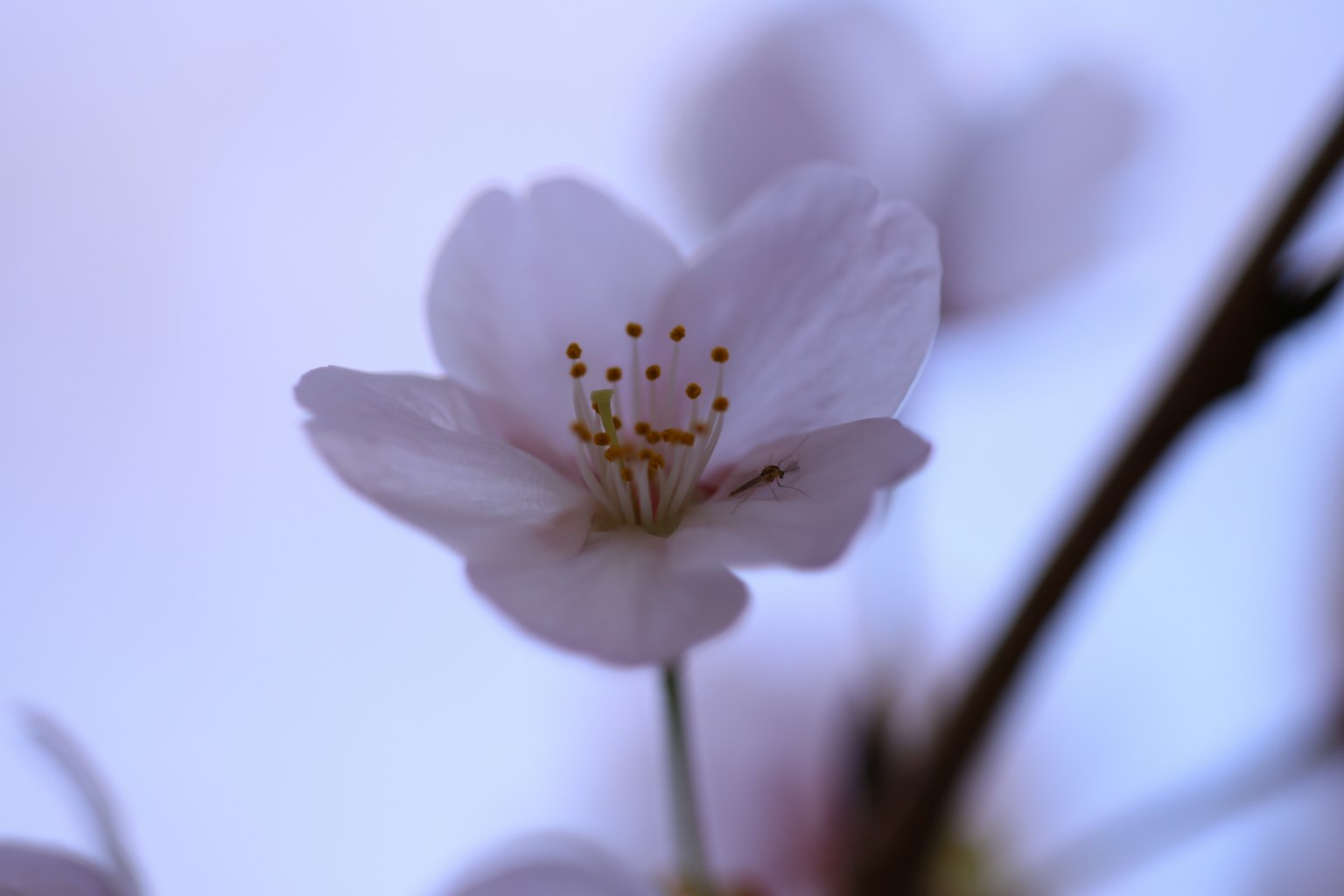 Primo piano di un fiore di ciliegio su uno sfondo viola tenue