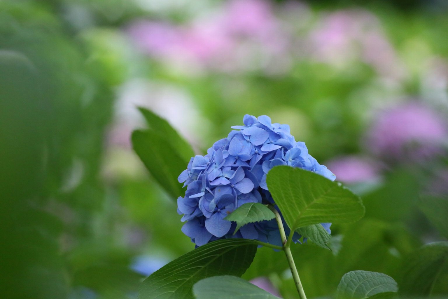 Primer plano de una flor de hortensia azul rodeada de hojas verdes y flores borrosas al fondo