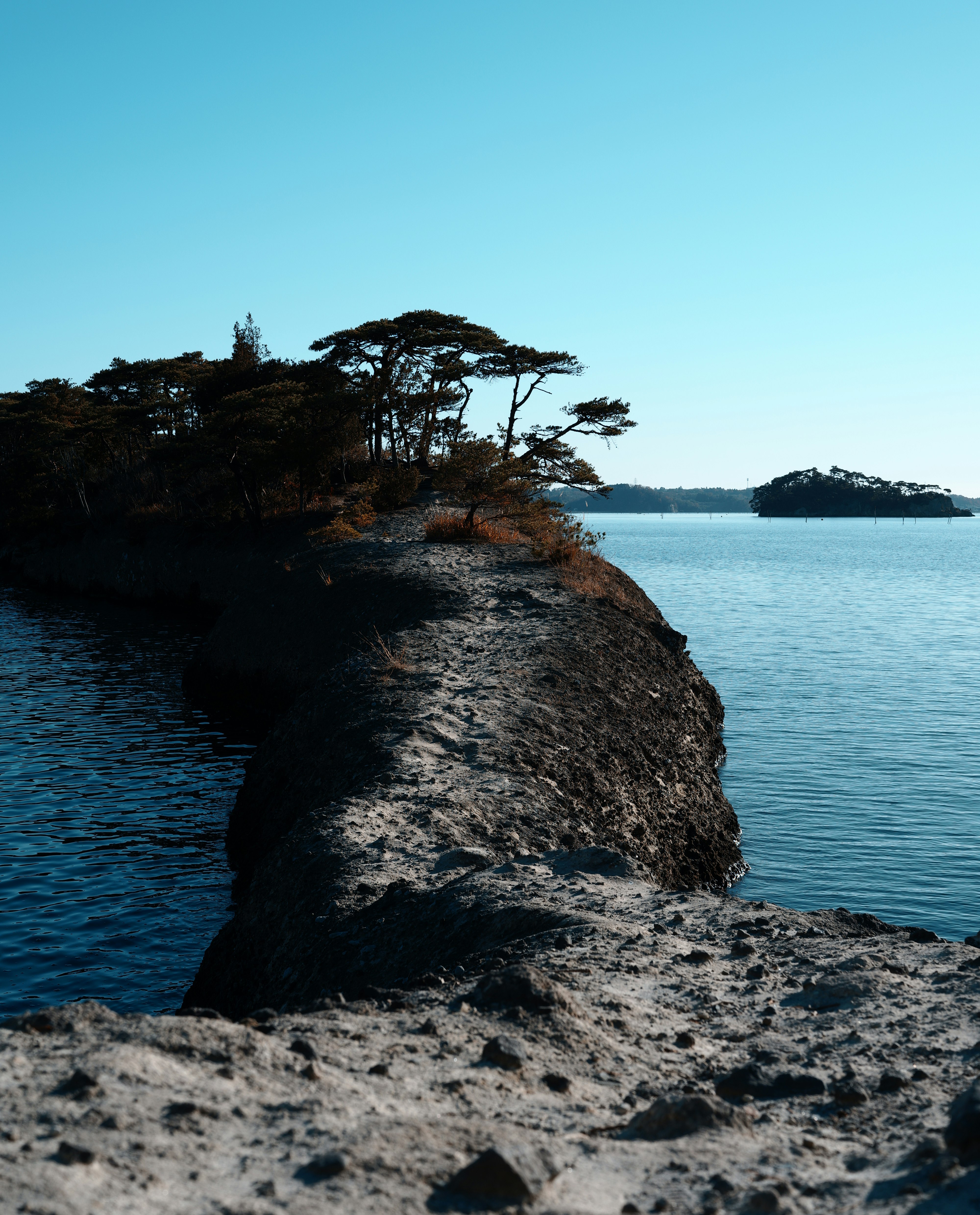 海沿いの岩場と木々のある岬の風景
