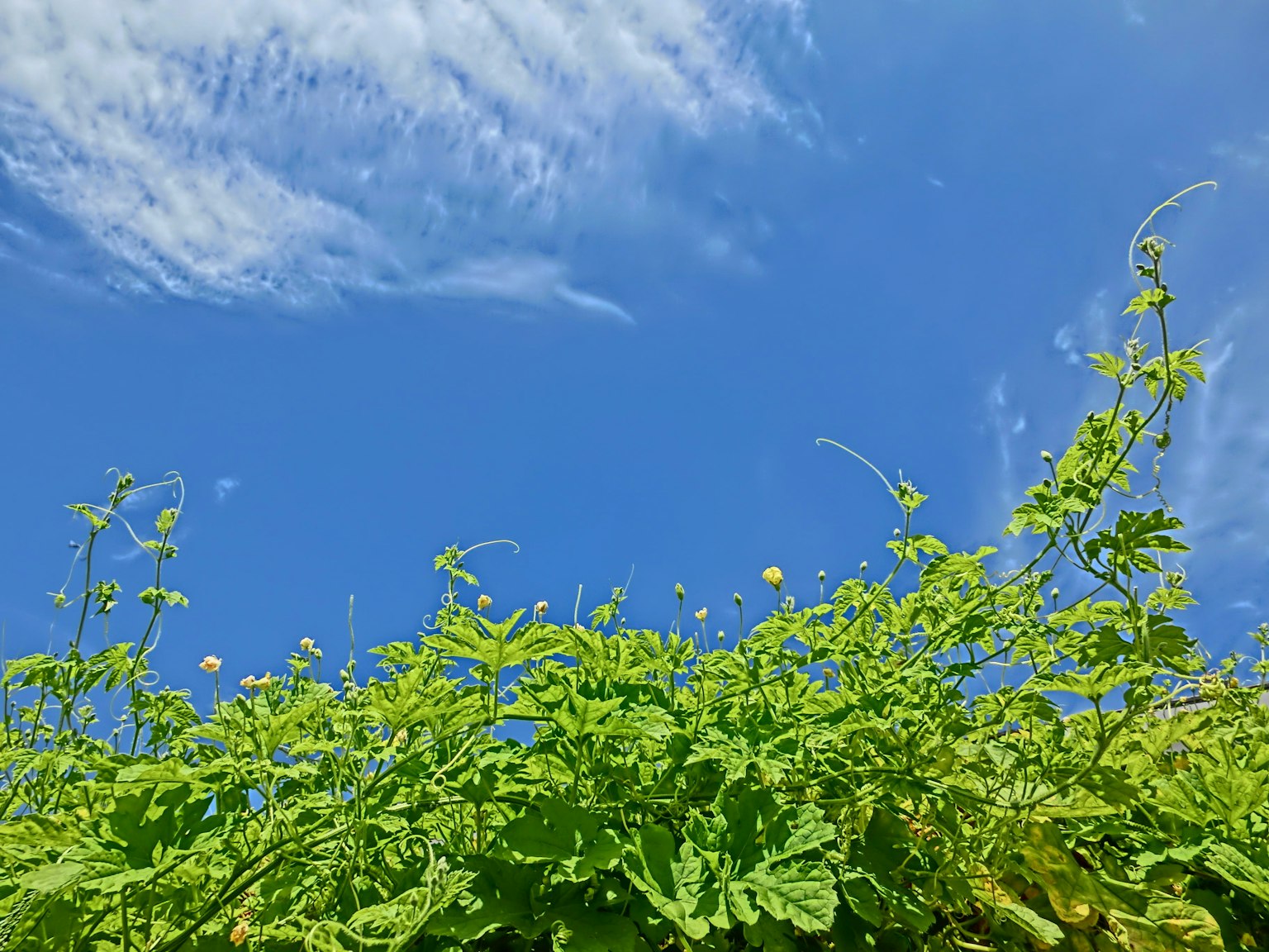 Lush green leaves and vines against a bright blue sky